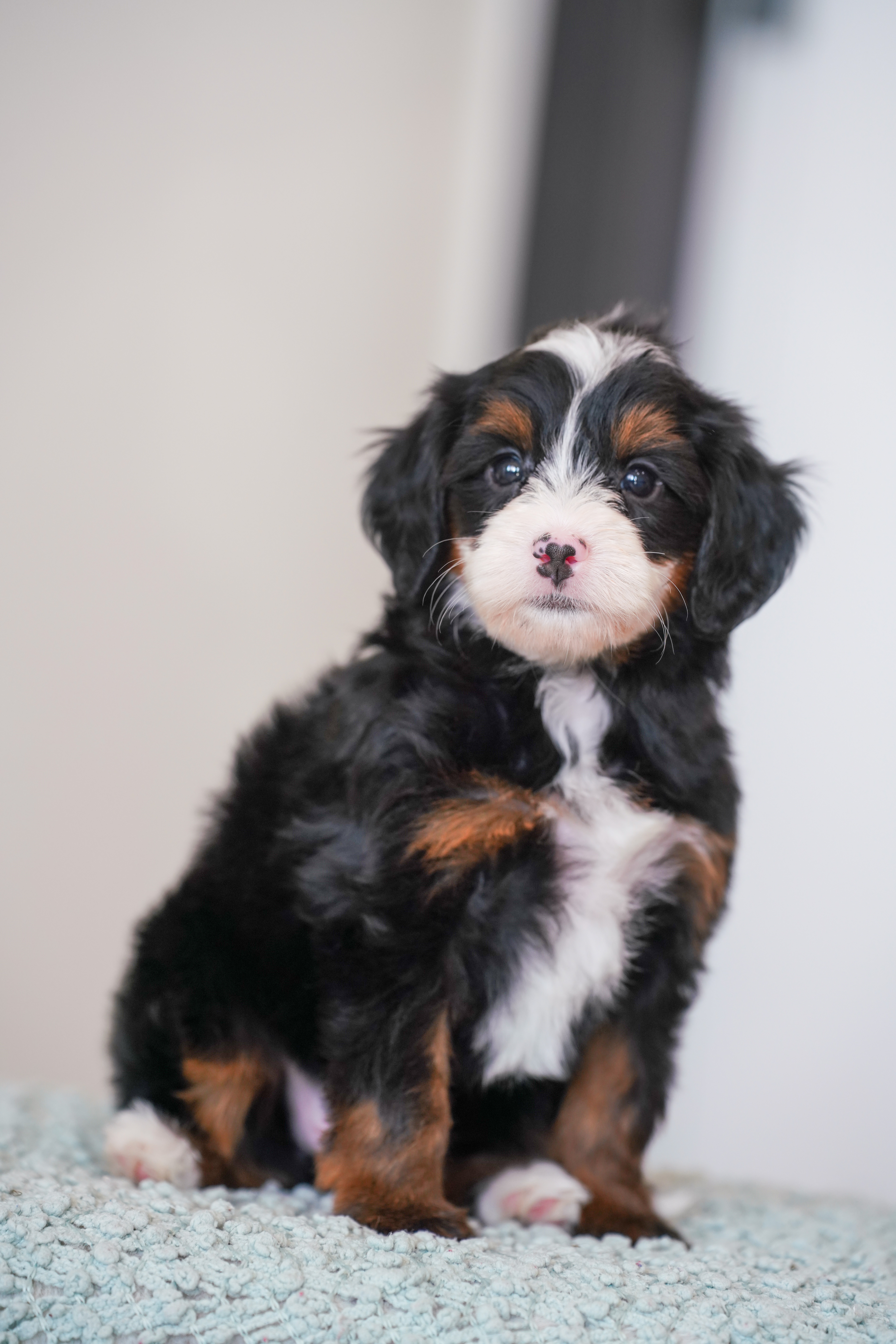 Laurel, Tri Colored, girl, Mini Bernedoodle, puppy at Down Home Doodle