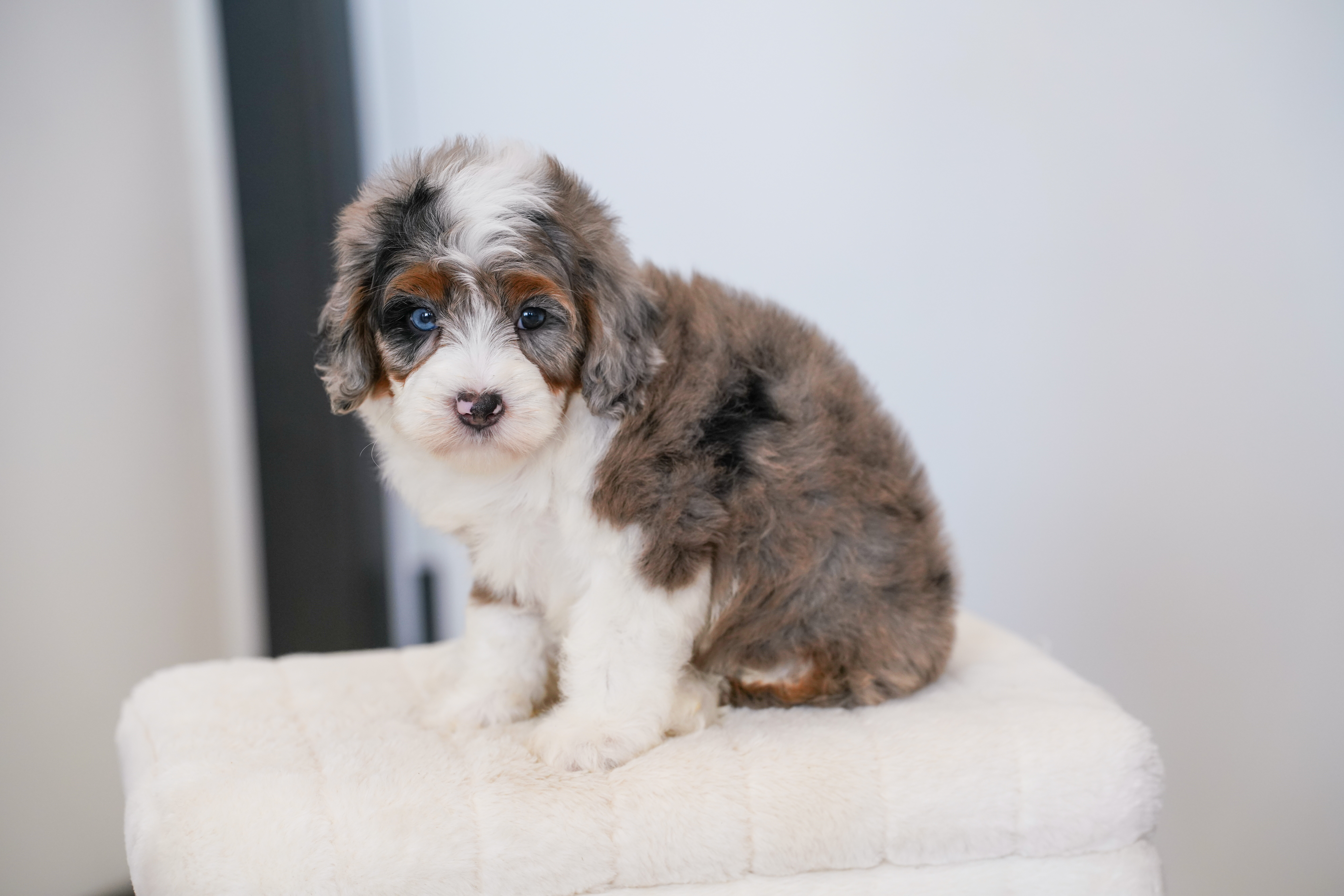 Faline, Merle Tri Colored, girl, Mini Bernedoodle, puppy at Down Home Doodle