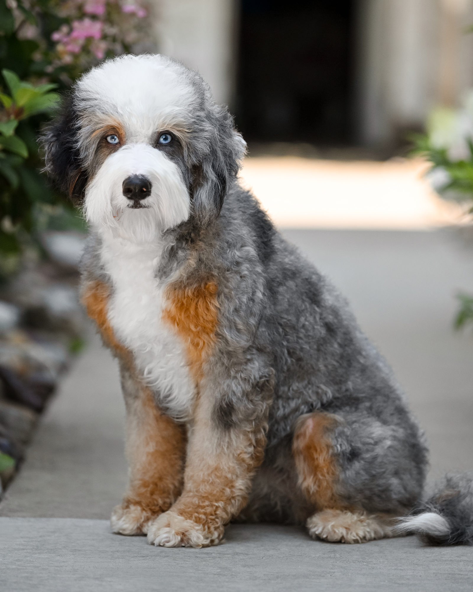 Blue Merle Tri Mini Bernedoodle mom, 22 lbs