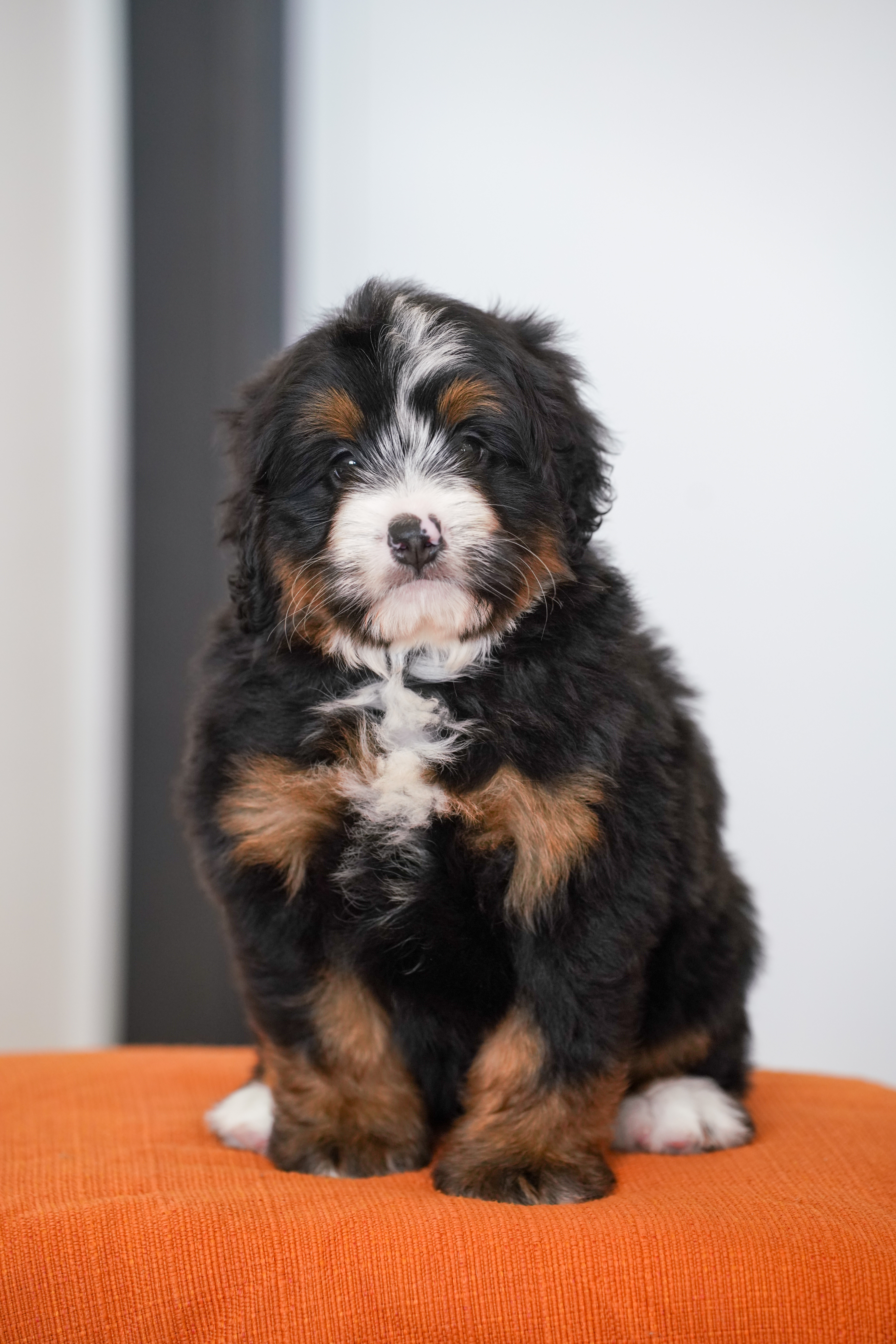 Flynn, Tri Colored, boy, Mini Bernedoodle, puppy at Down Home Doodle