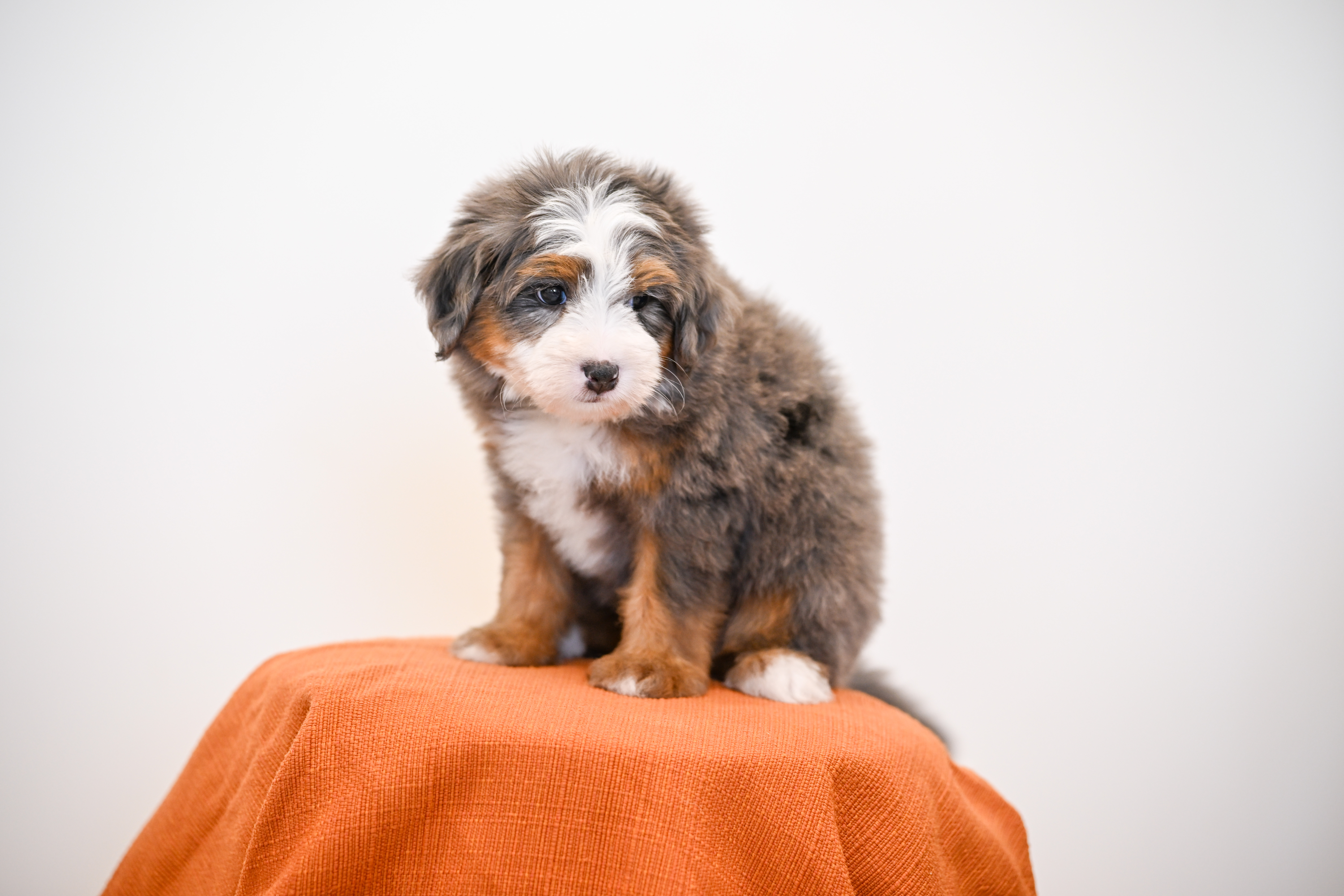 Melrose, Merle Tri Colored, boy, Mini Bernedoodle, puppy at Down Home Doodle