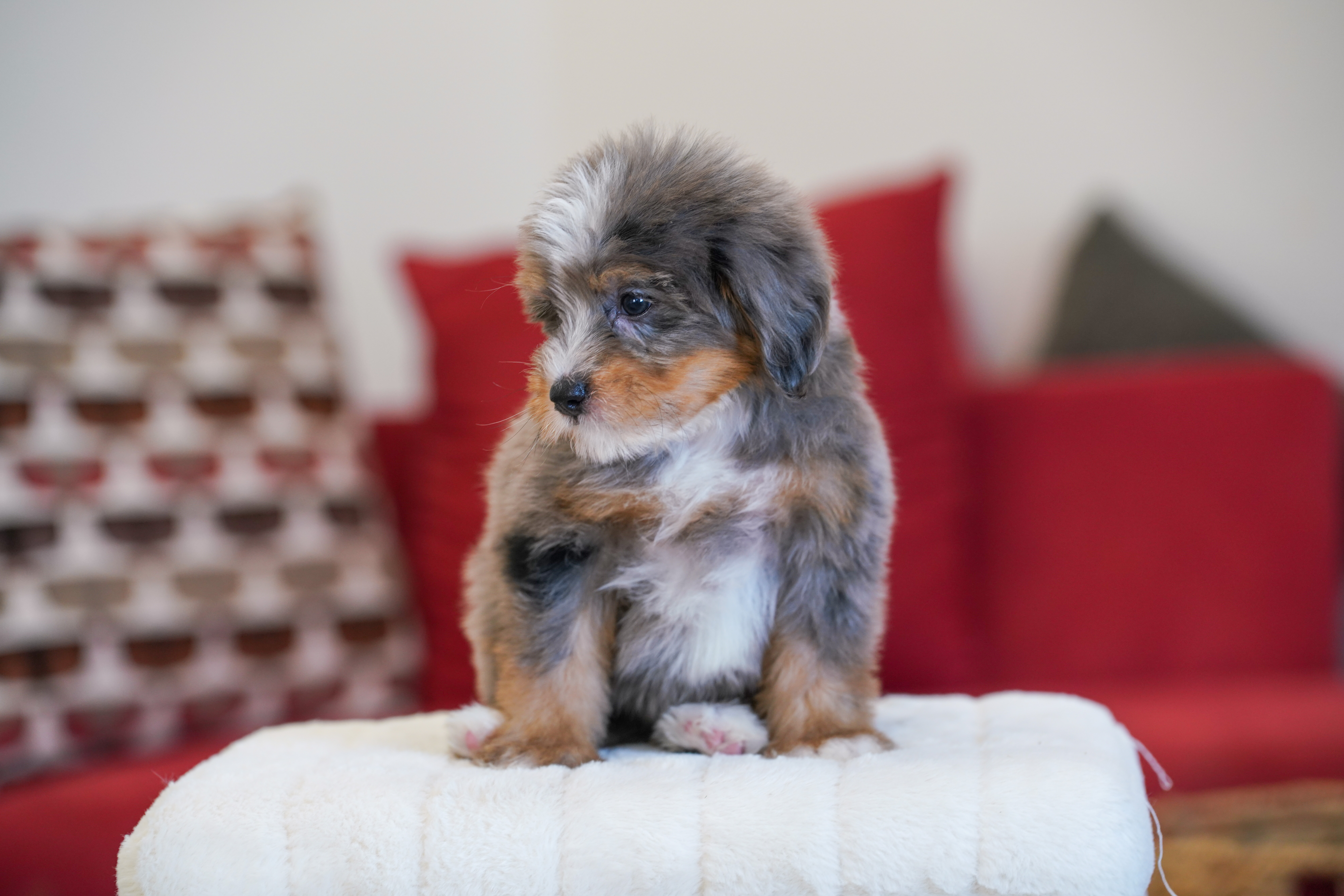 Kamala, Merle Tri Colored, girl, Mini Bernedoodle, puppy at Down Home Doodle