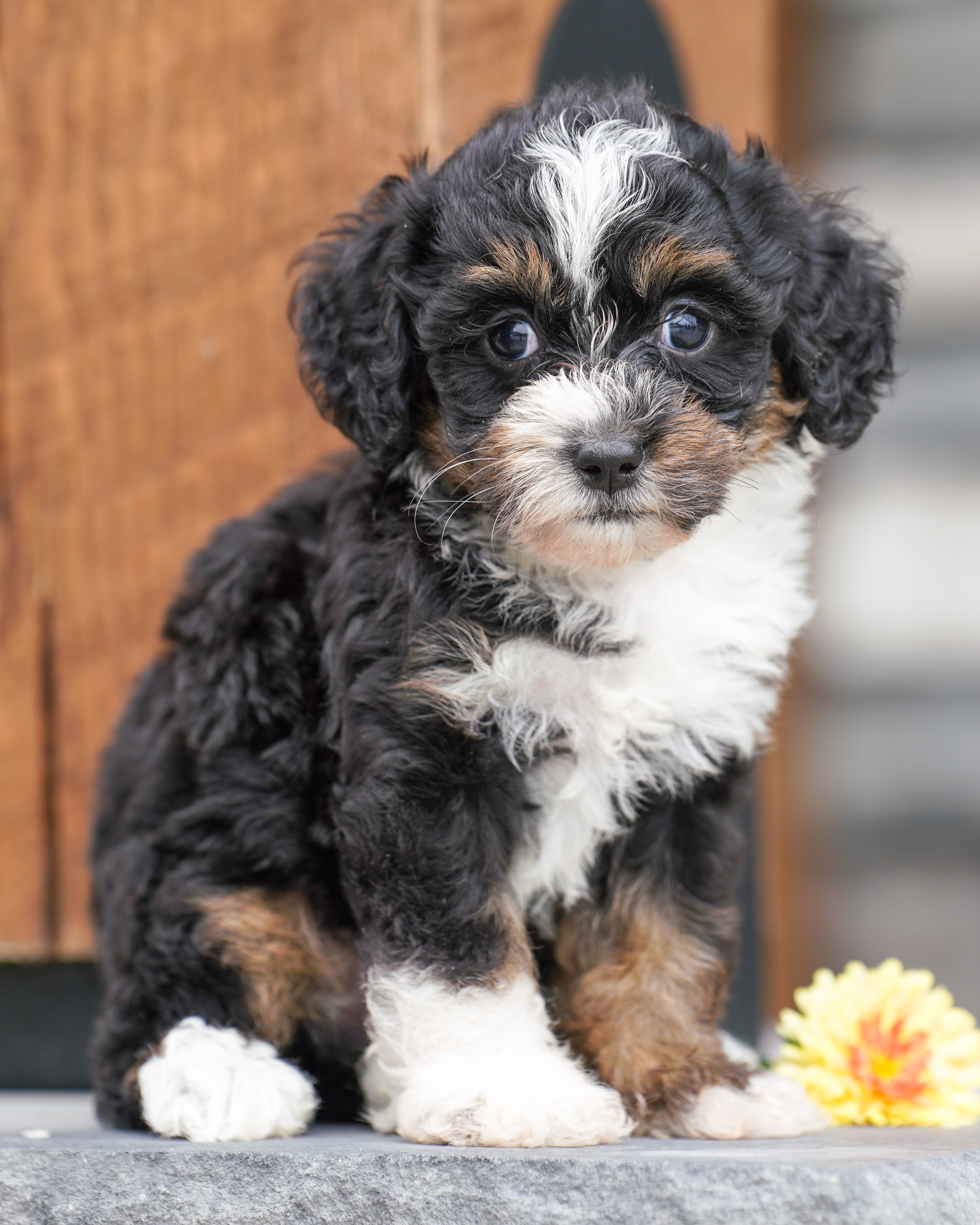 Valentino, Tri Colored, boy, Micro Bernedoodle, puppy at Down Home Doodle