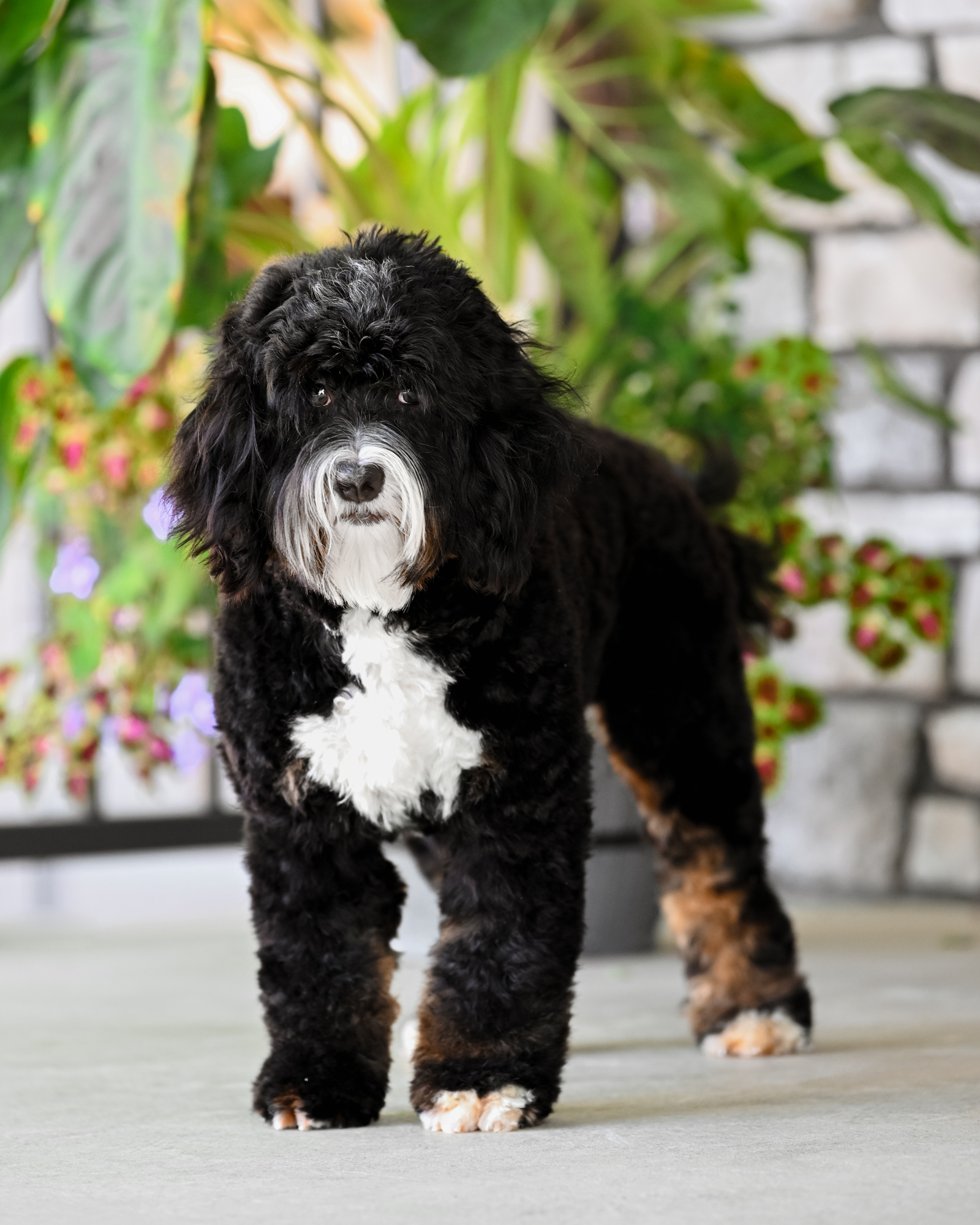 Our petite 21-pound Micro Bernedoodle mom with a thick, wavy coat, plush teddy bear looks, and a big, diva-like personality.