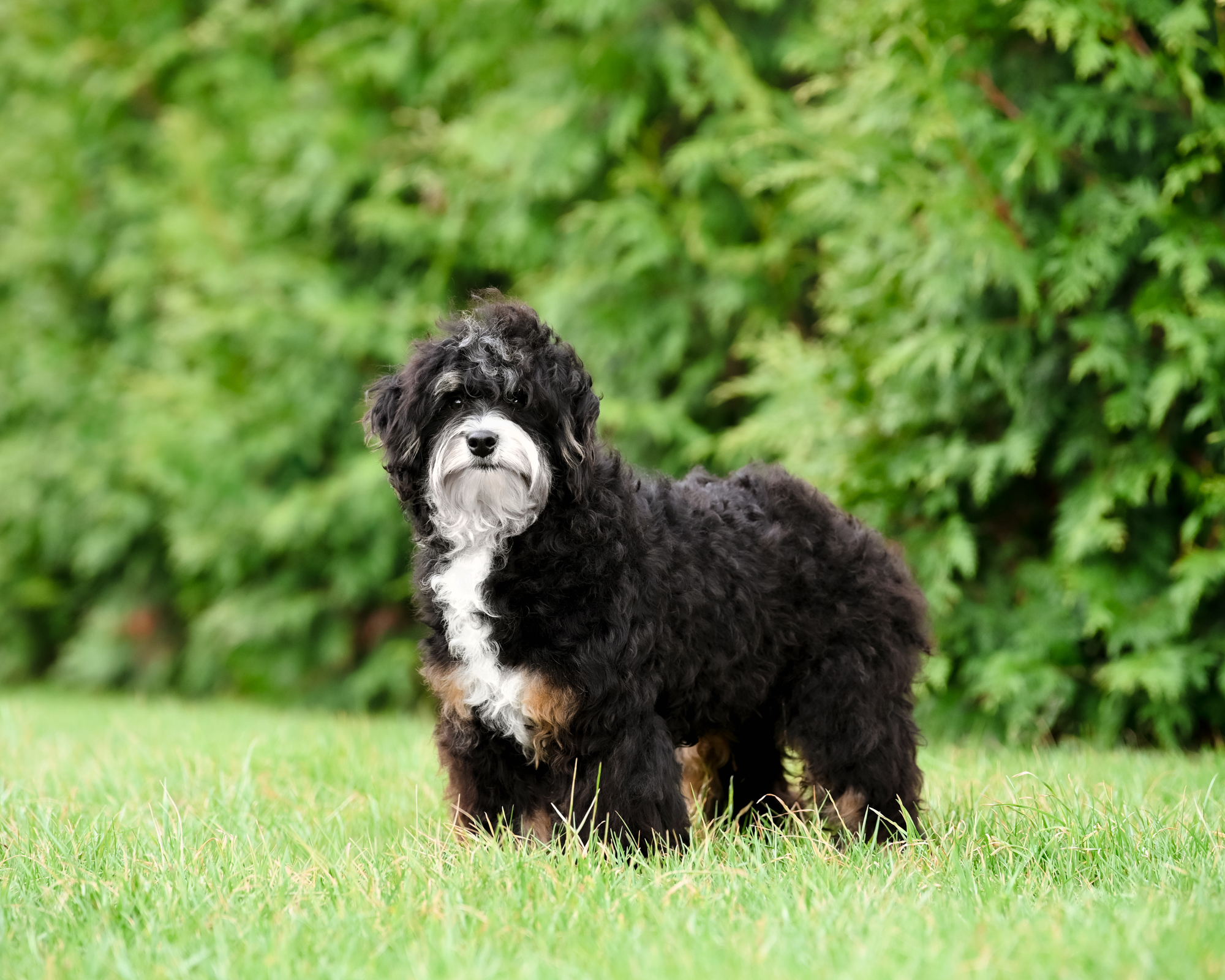 Winston, photo 5