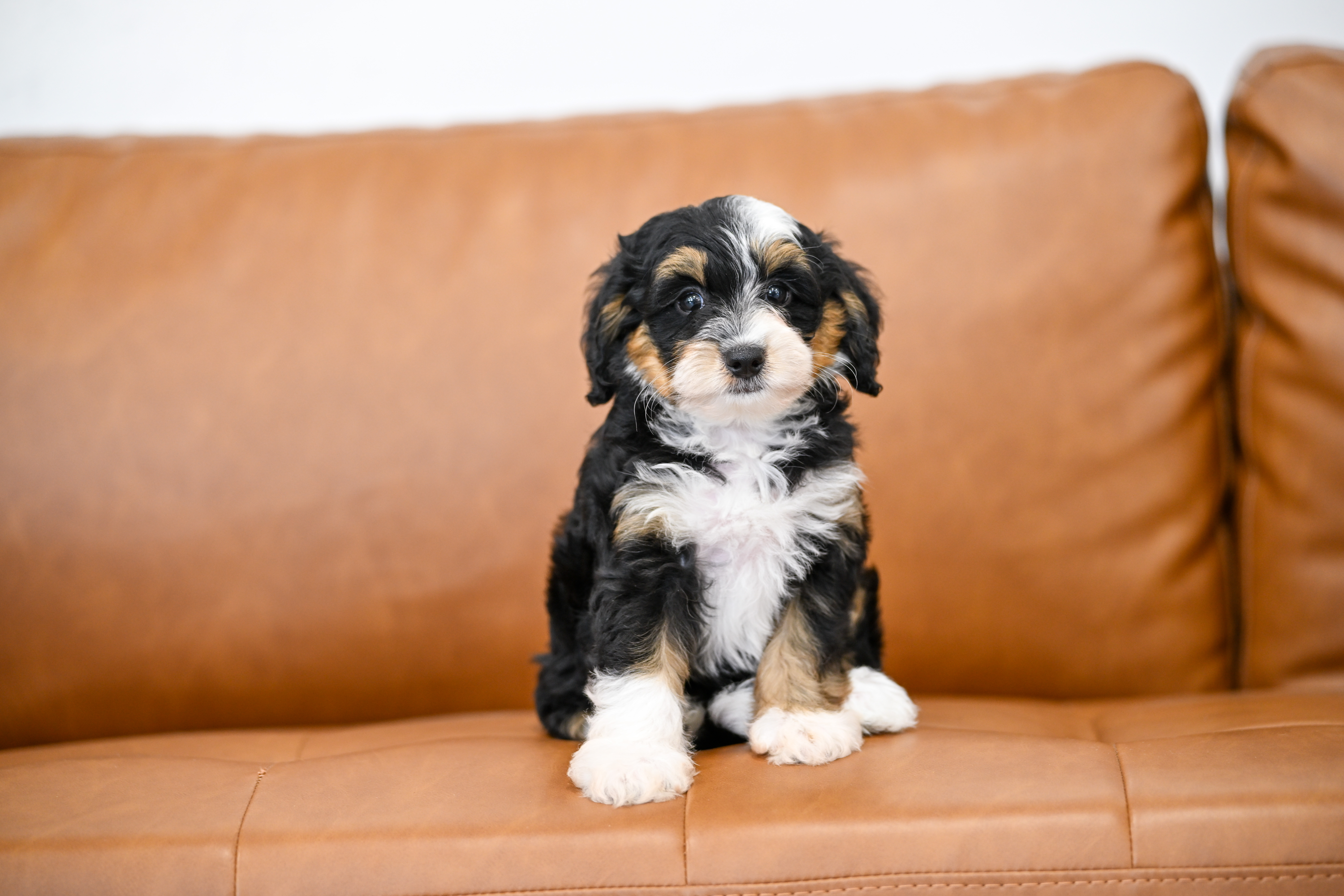 Sylvie, Tri Colored, girl, Micro Bernedoodle, puppy at Down Home Doodle