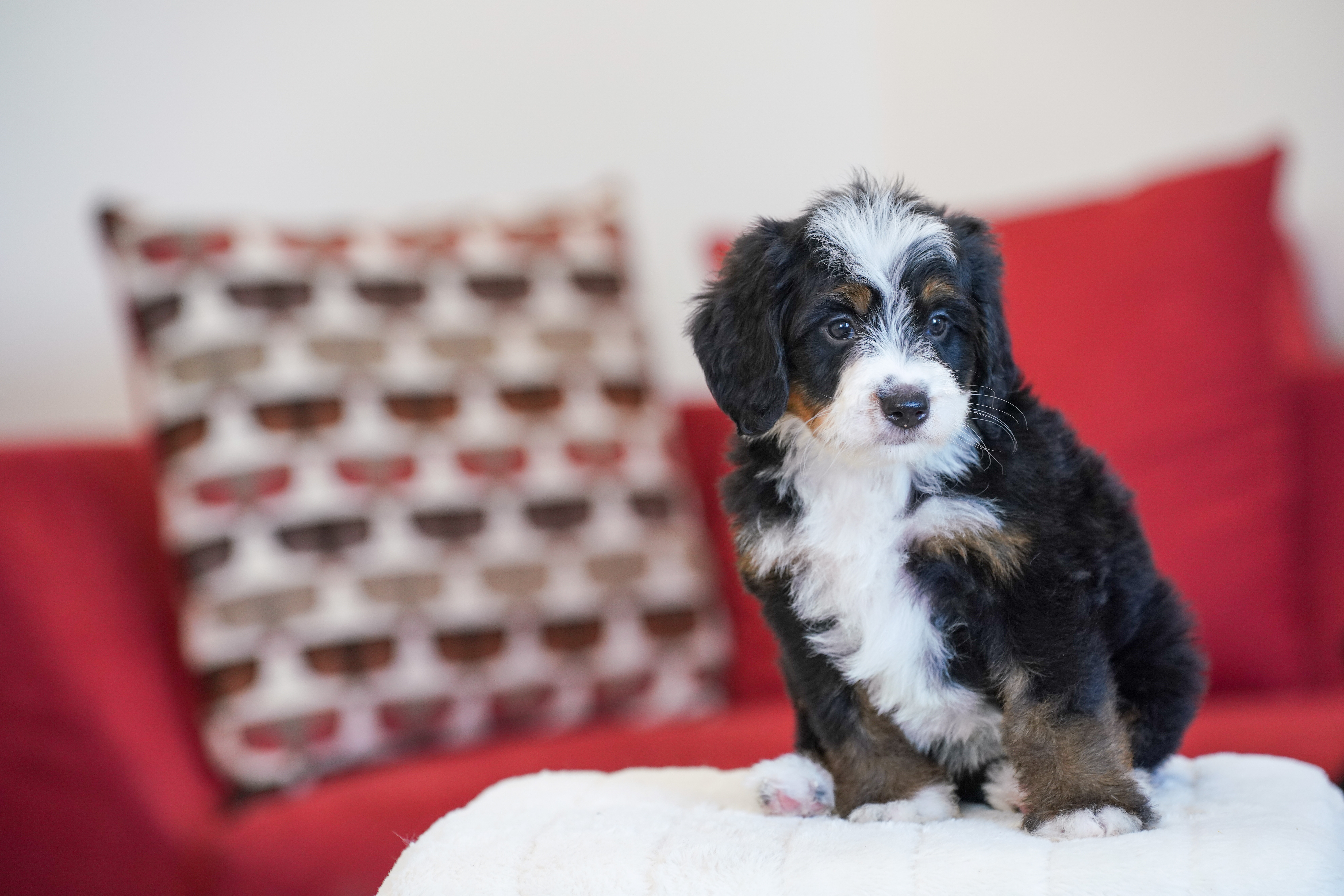 Melania, Tri Colored, girl, Mini Bernedoodle, puppy at Down Home Doodle