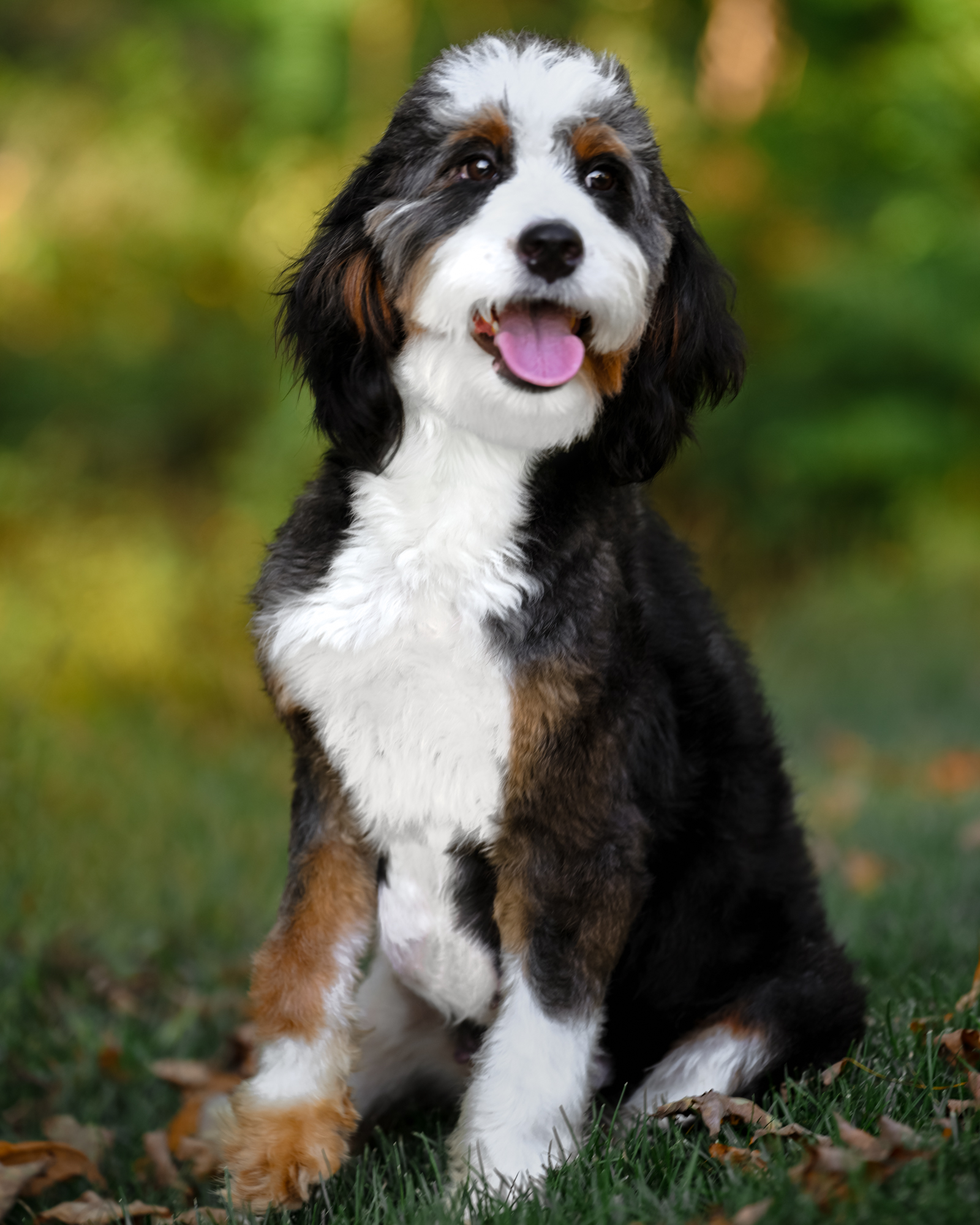 Black Tri Mini Bernedoodle mom