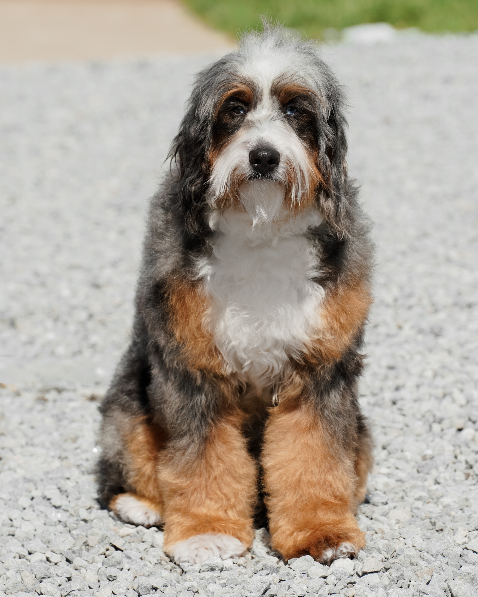 Willow, photo 3