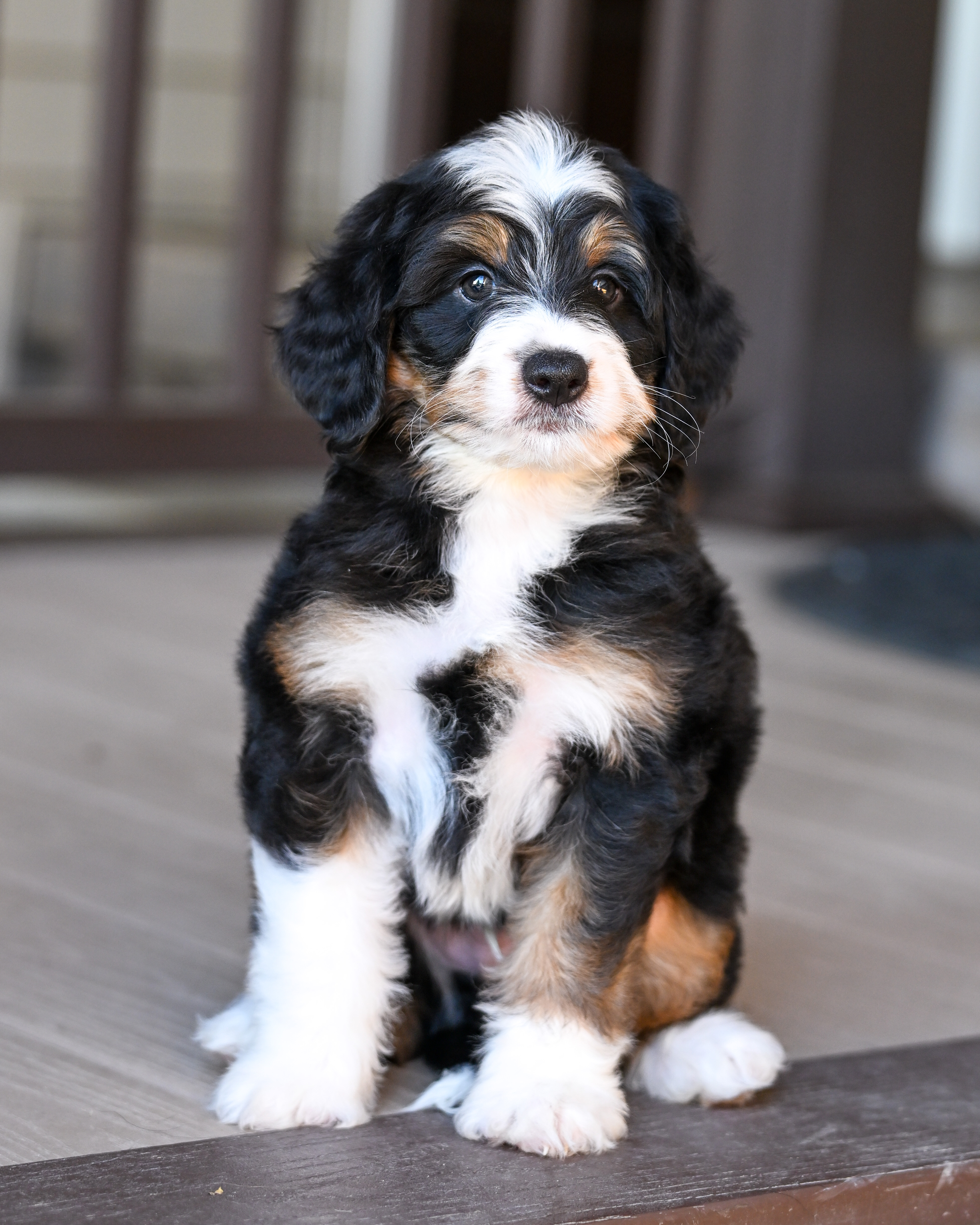 Harris, Tri Colored Mini Bernedoodle puppy