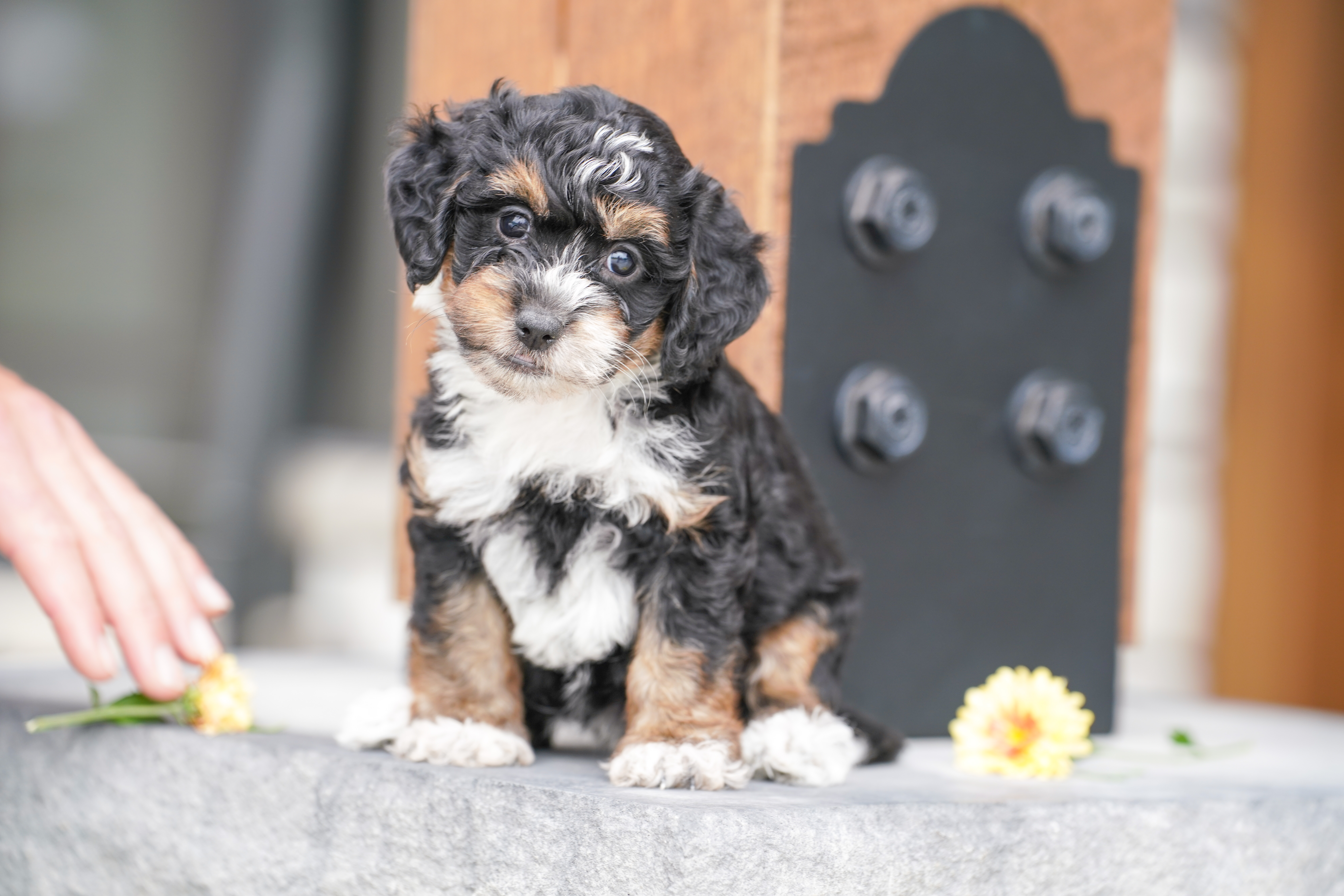 Peony, Tri Colored, girl, Micro Bernedoodle, puppy at Down Home Doodle