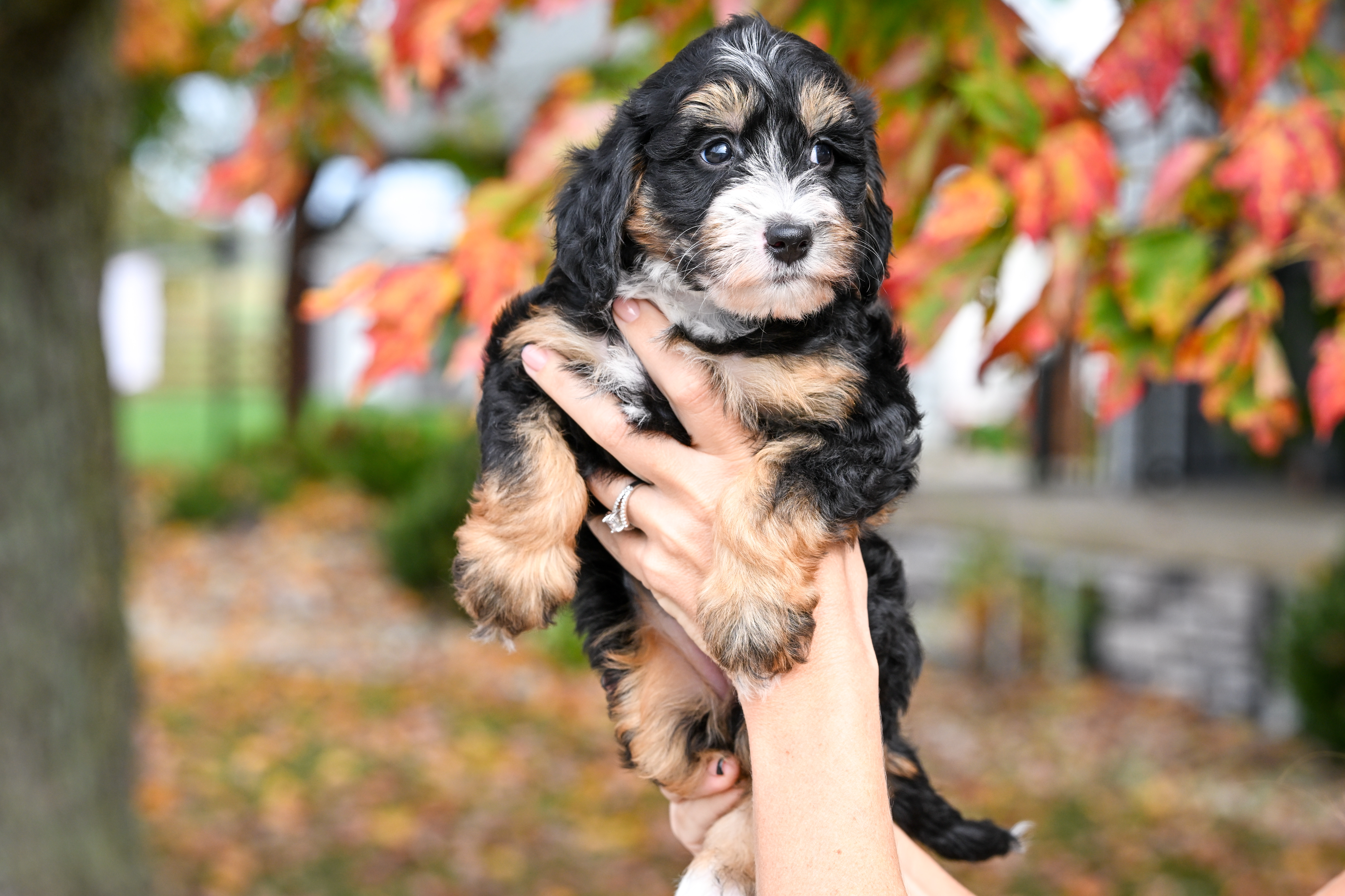 Hulu, Tri Colored, girl, Micro Bernedoodle, puppy at Down Home Doodle