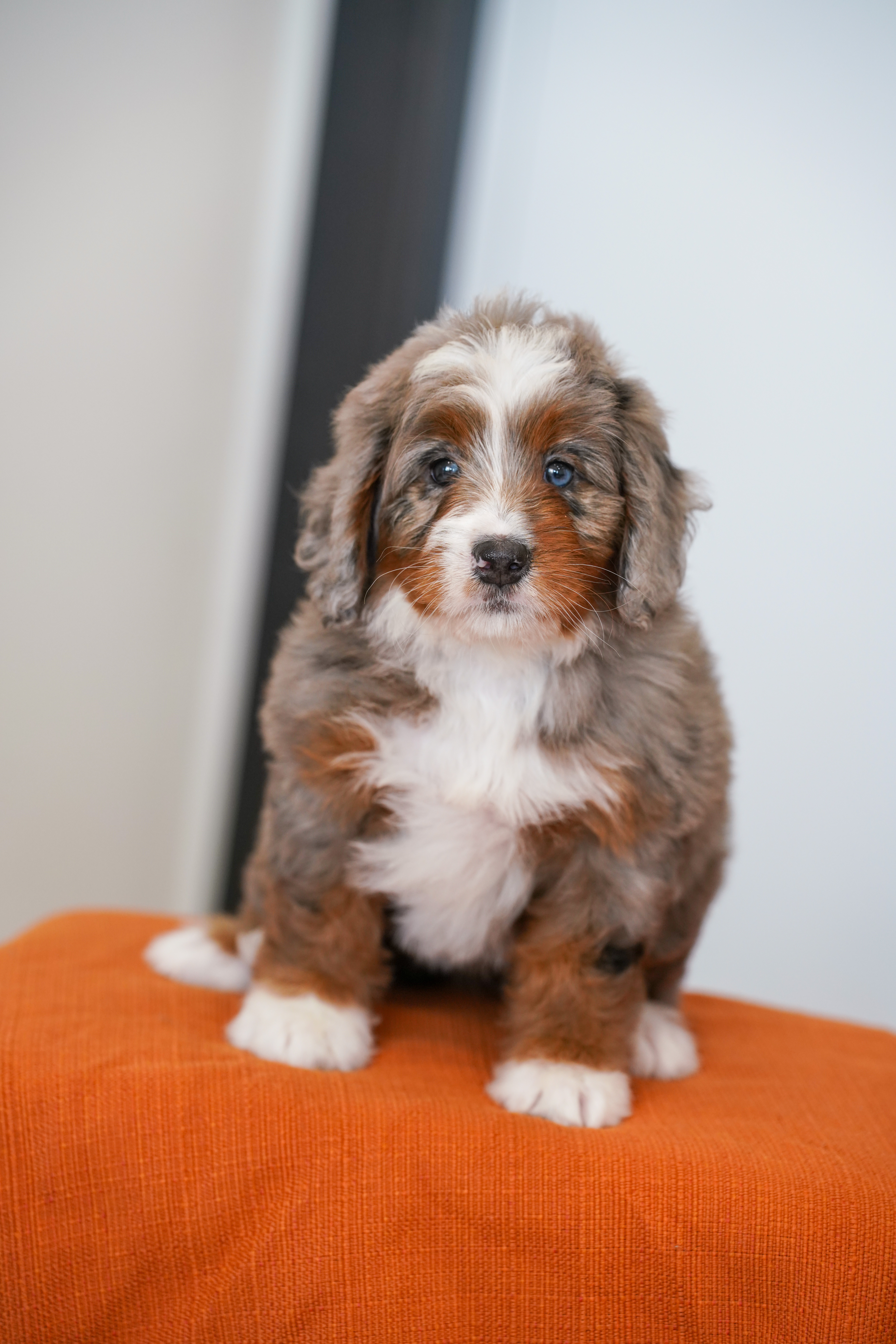 Jasmine, Merle Tri Colored, girl, Mini Bernedoodle, puppy at Down Home Doodle