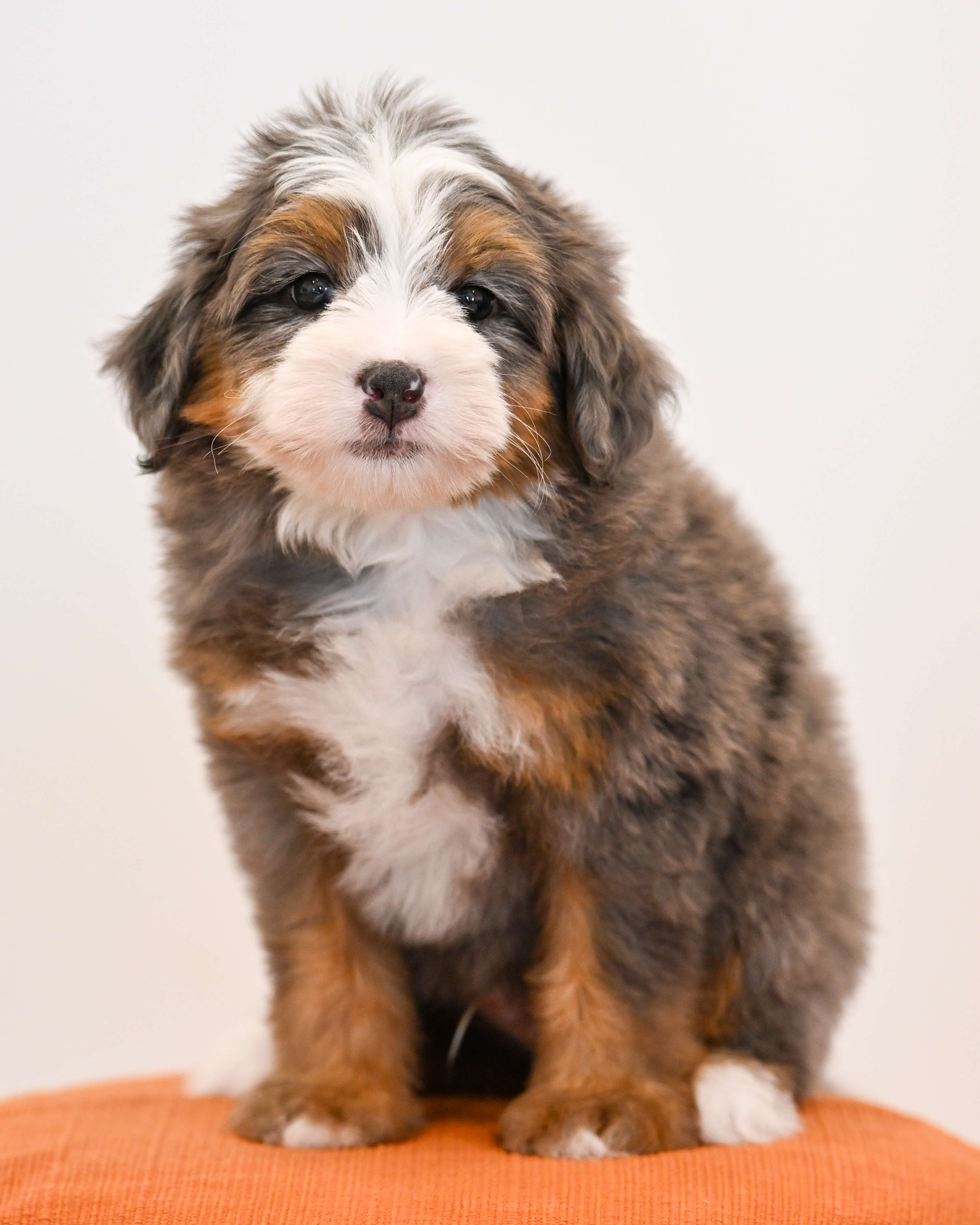 Melrose, Merle Tri Colored, boy, Mini Bernedoodle, puppy at Down Home Doodle