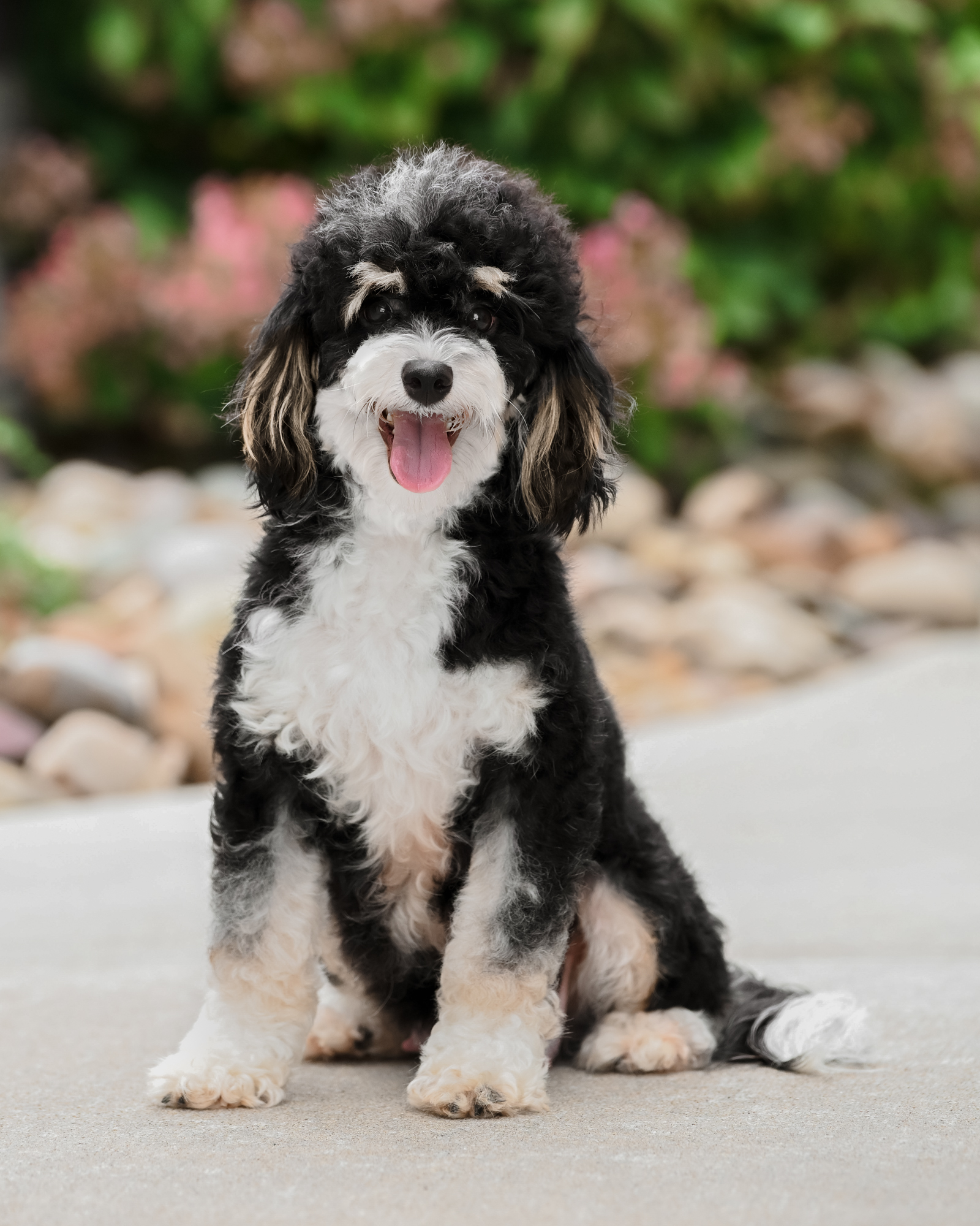 Piper, photo 8