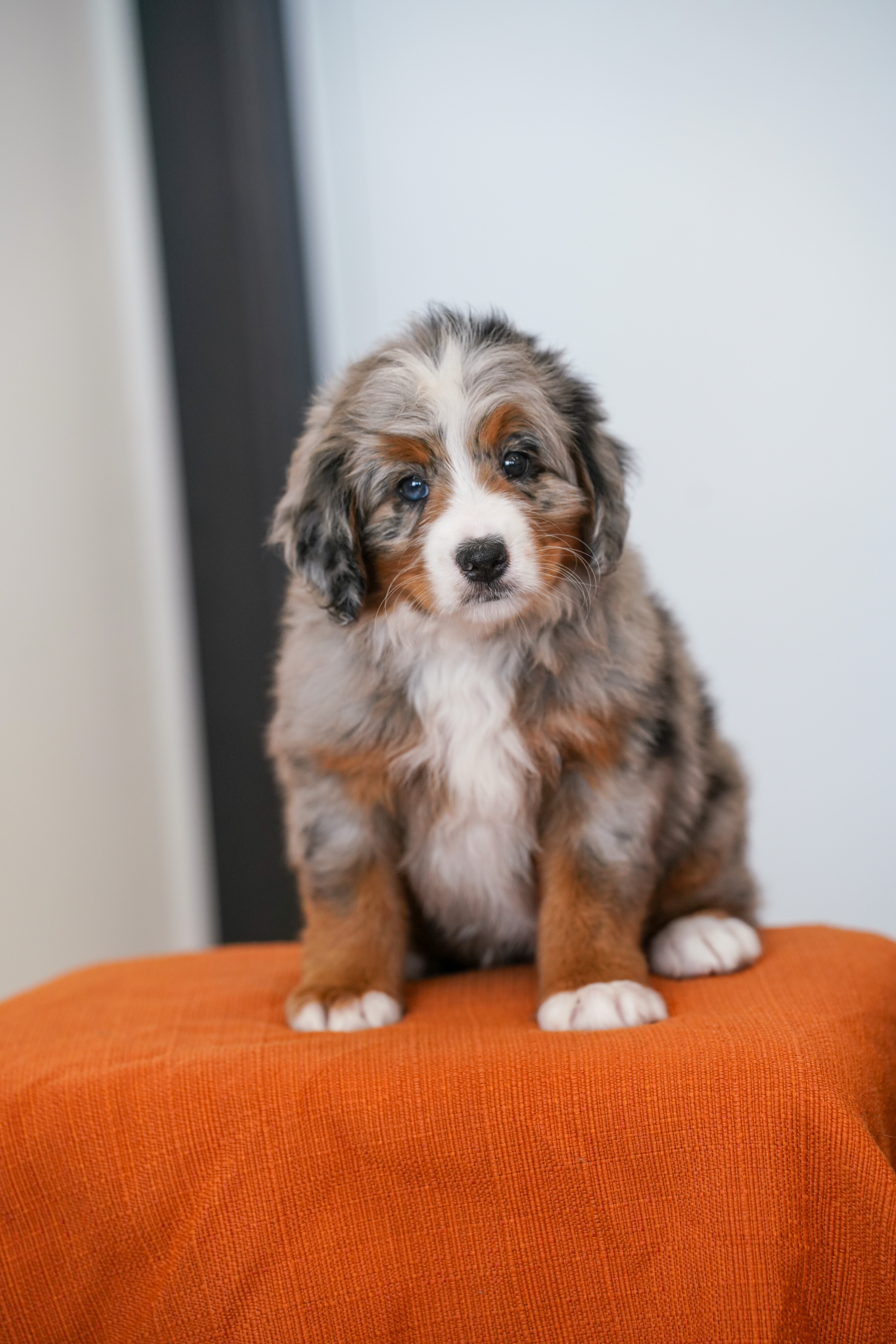 Rapunzel, Merle Tri Colored, girl, Mini Bernedoodle, puppy at Down Home Doodle