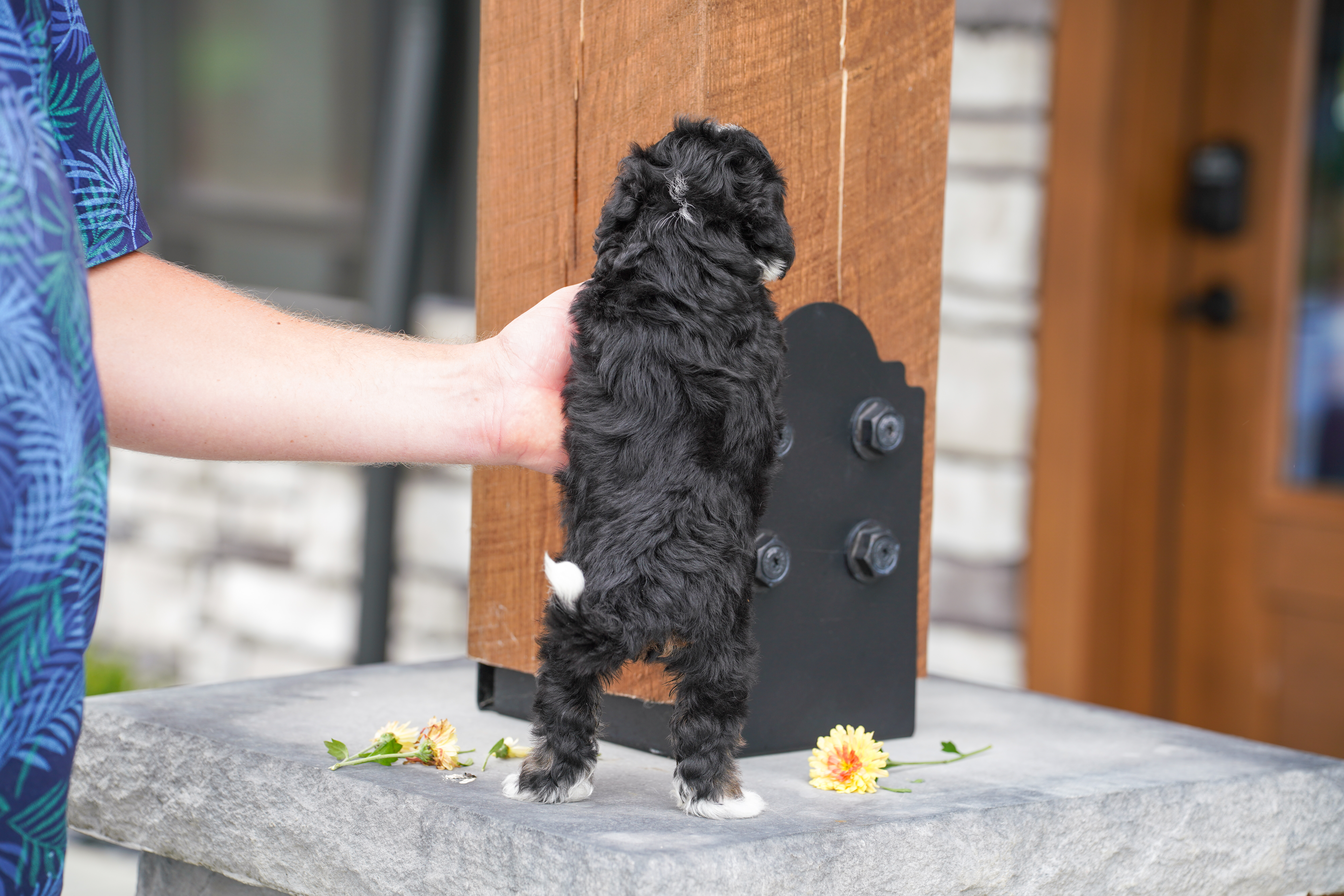 Flora, Tri Colored, girl, Micro Bernedoodle, puppy at Down Home Doodle
