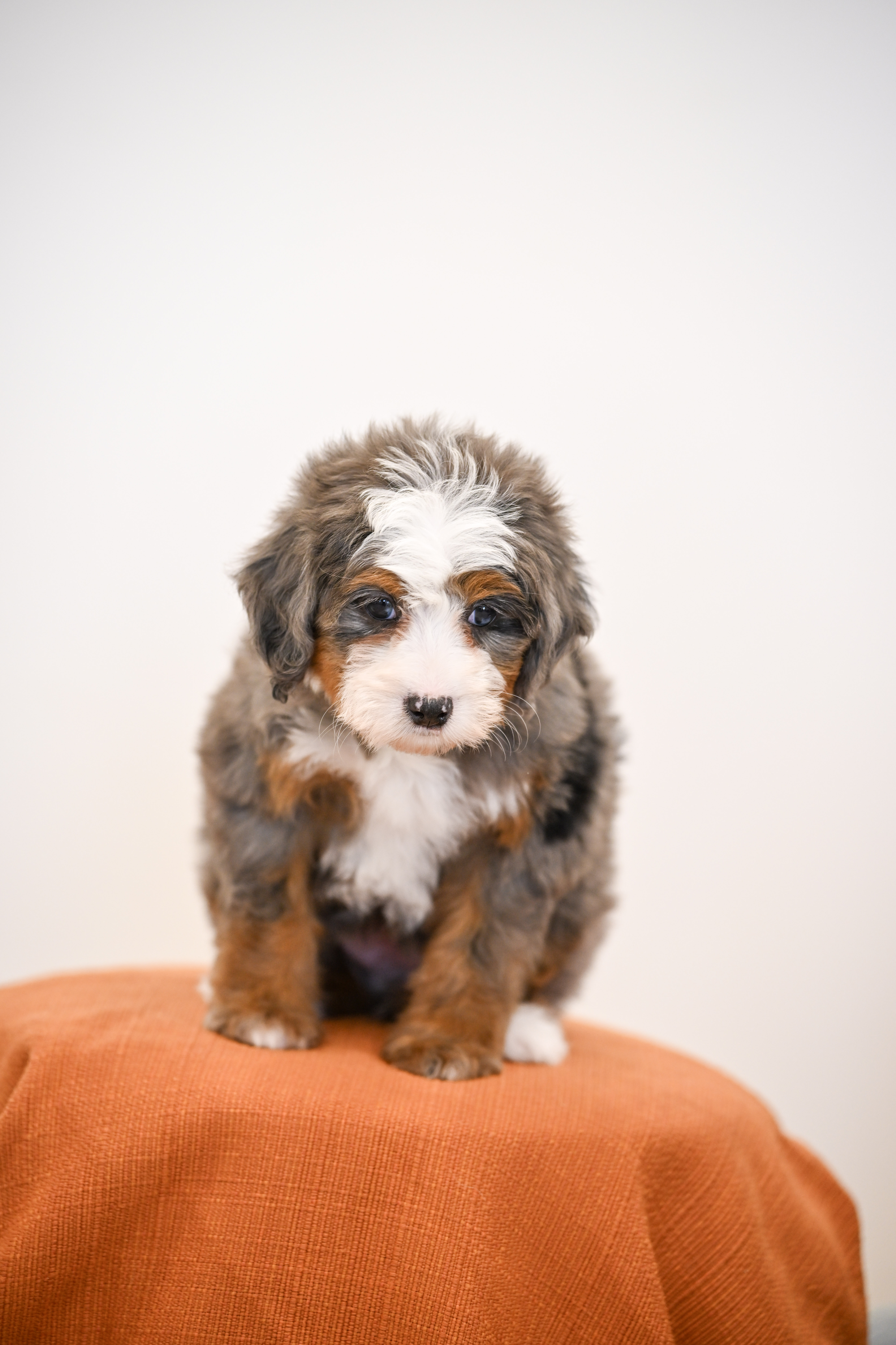 Beverly, Merle Tri Colored Mini Bernedoodle puppy
