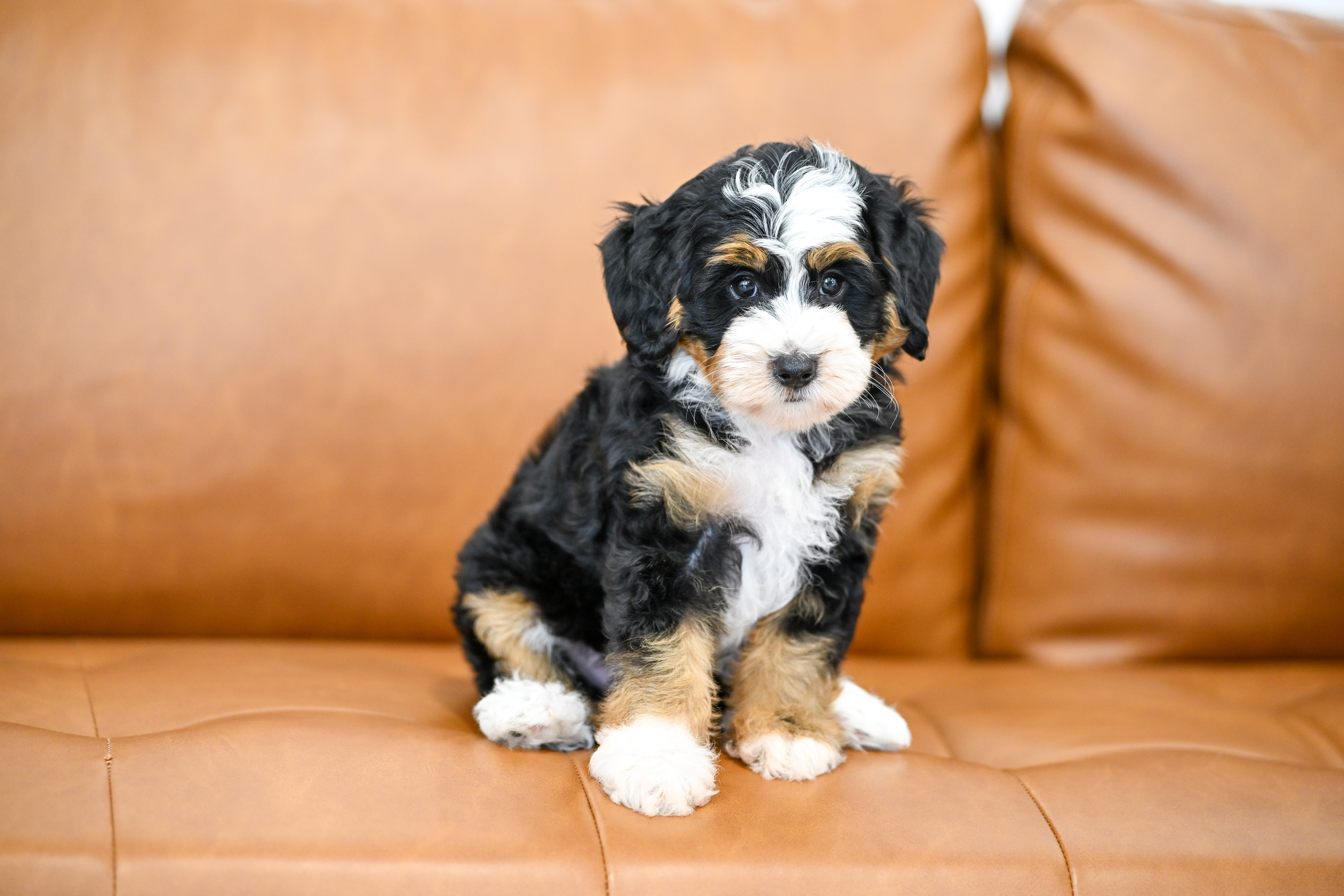 Bianca, Tri Colored, girl, Micro Bernedoodle, puppy at Down Home Doodle