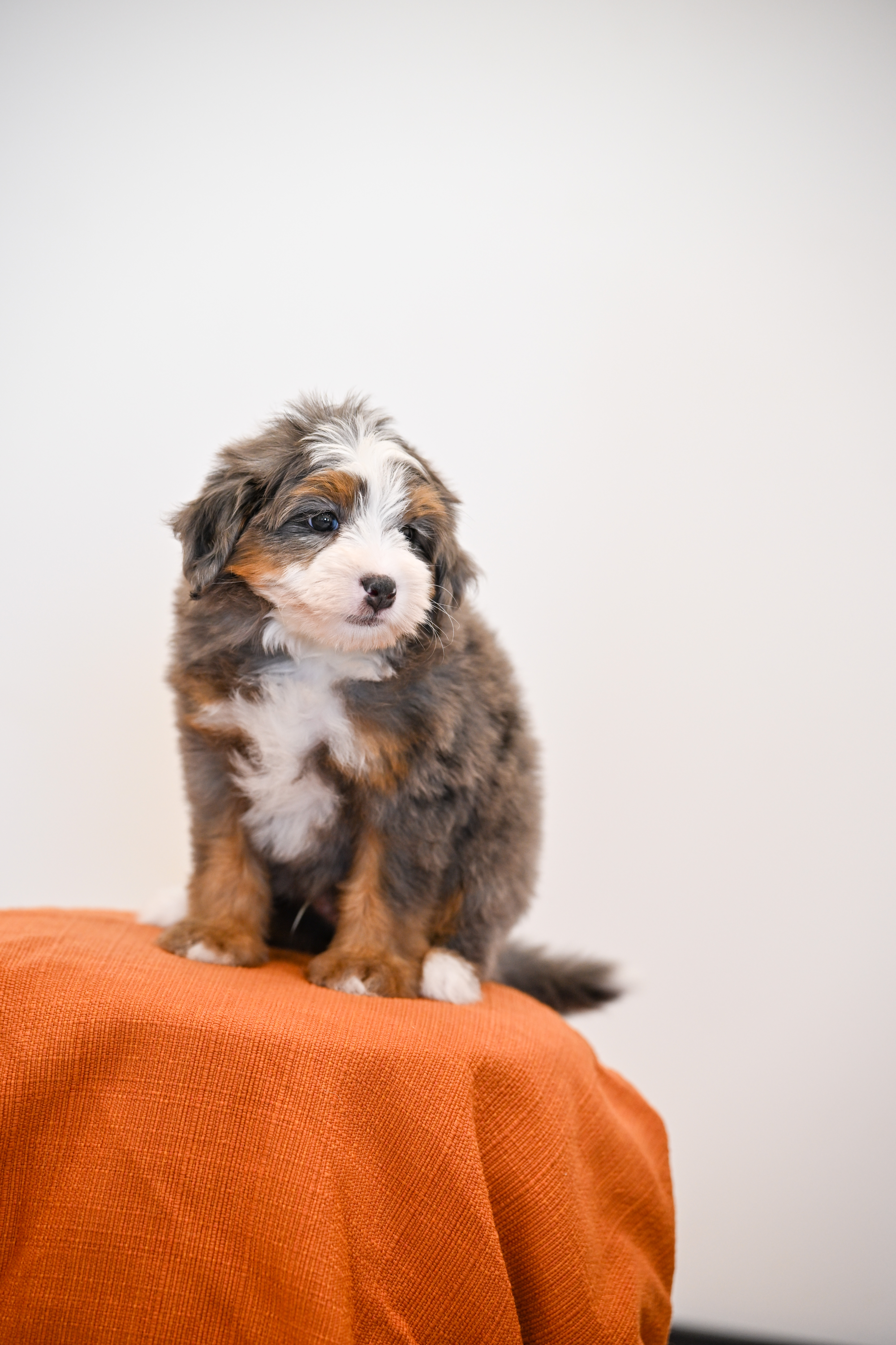 Melrose, Merle Tri Colored, boy, Mini Bernedoodle, puppy at Down Home Doodle