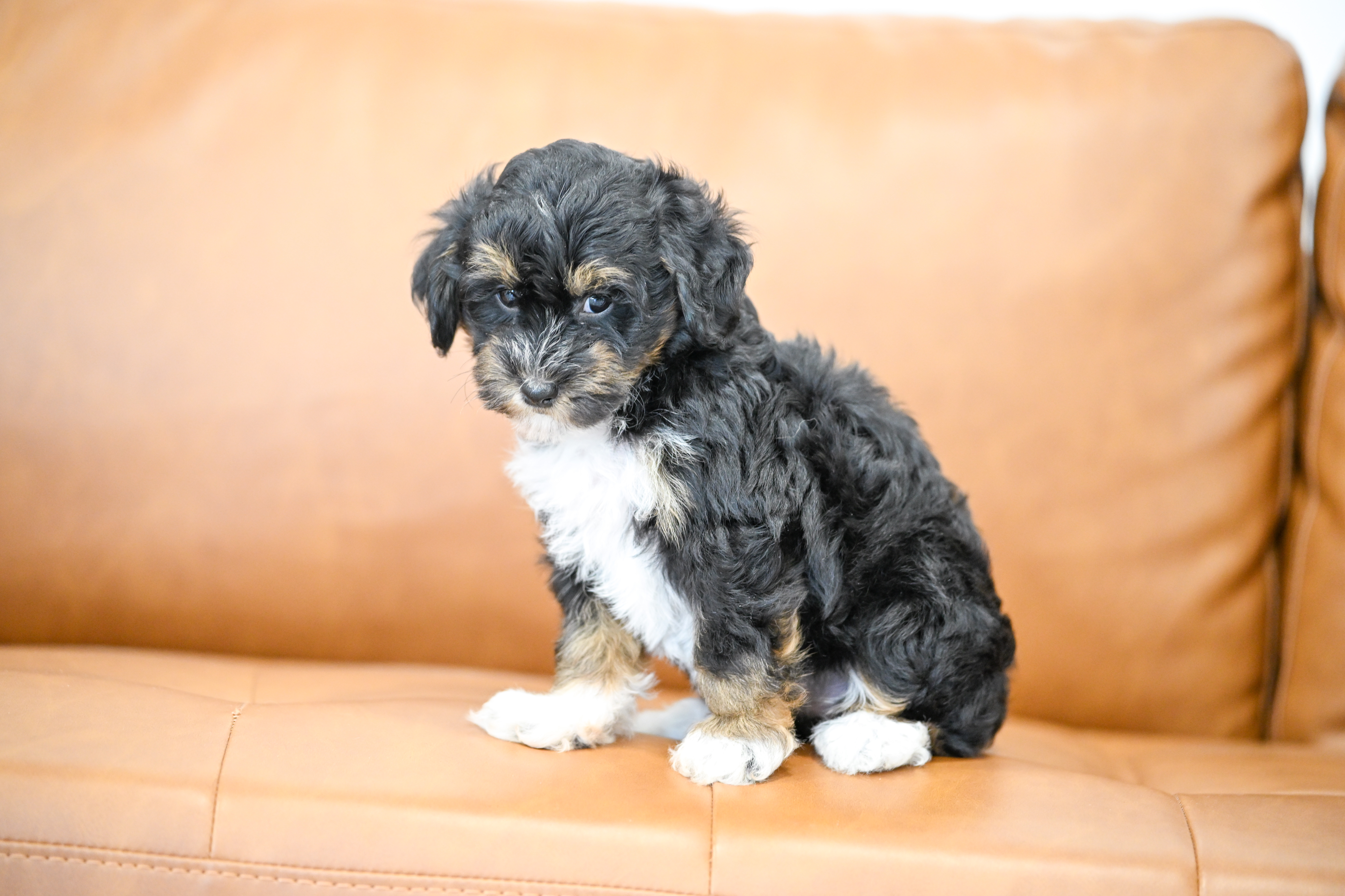 Odette, Tri Colored, girl, Micro Bernedoodle, puppy at Down Home Doodle