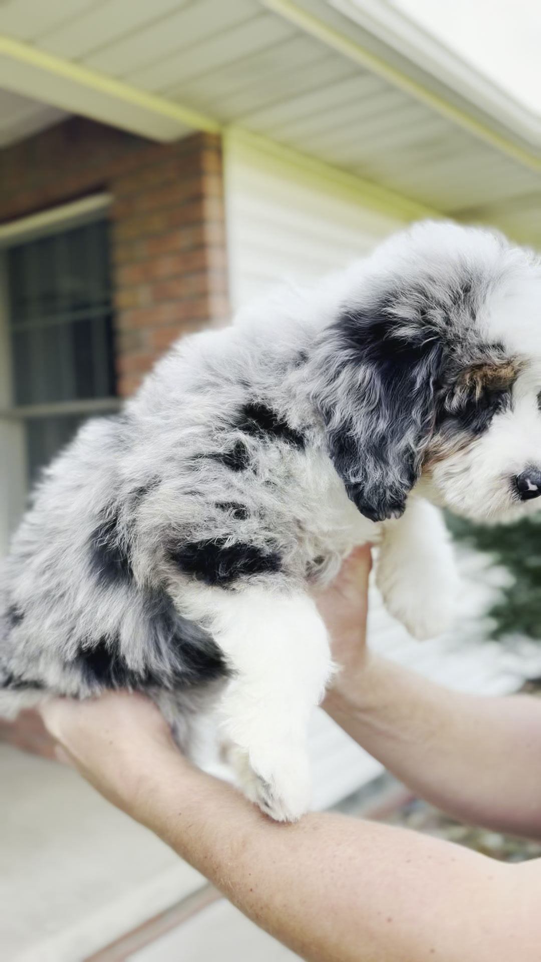 Marshall, Merle Tri Colored Mini Bernedoodle puppy