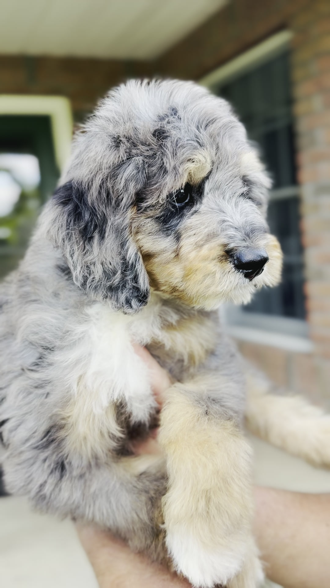 Chase, Merle Tri Colored, boy, Mini Bernedoodle, puppy at Down Home Doodle
