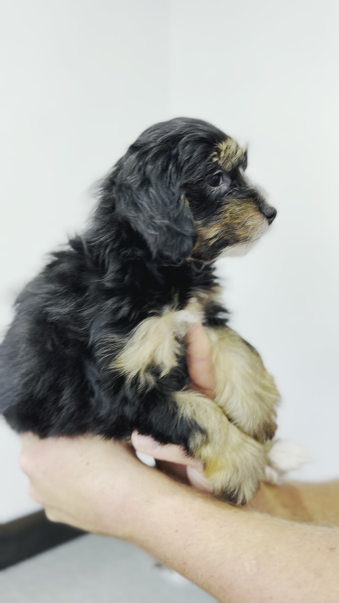 Peaches, Tri Colored Micro Bernedoodle puppy