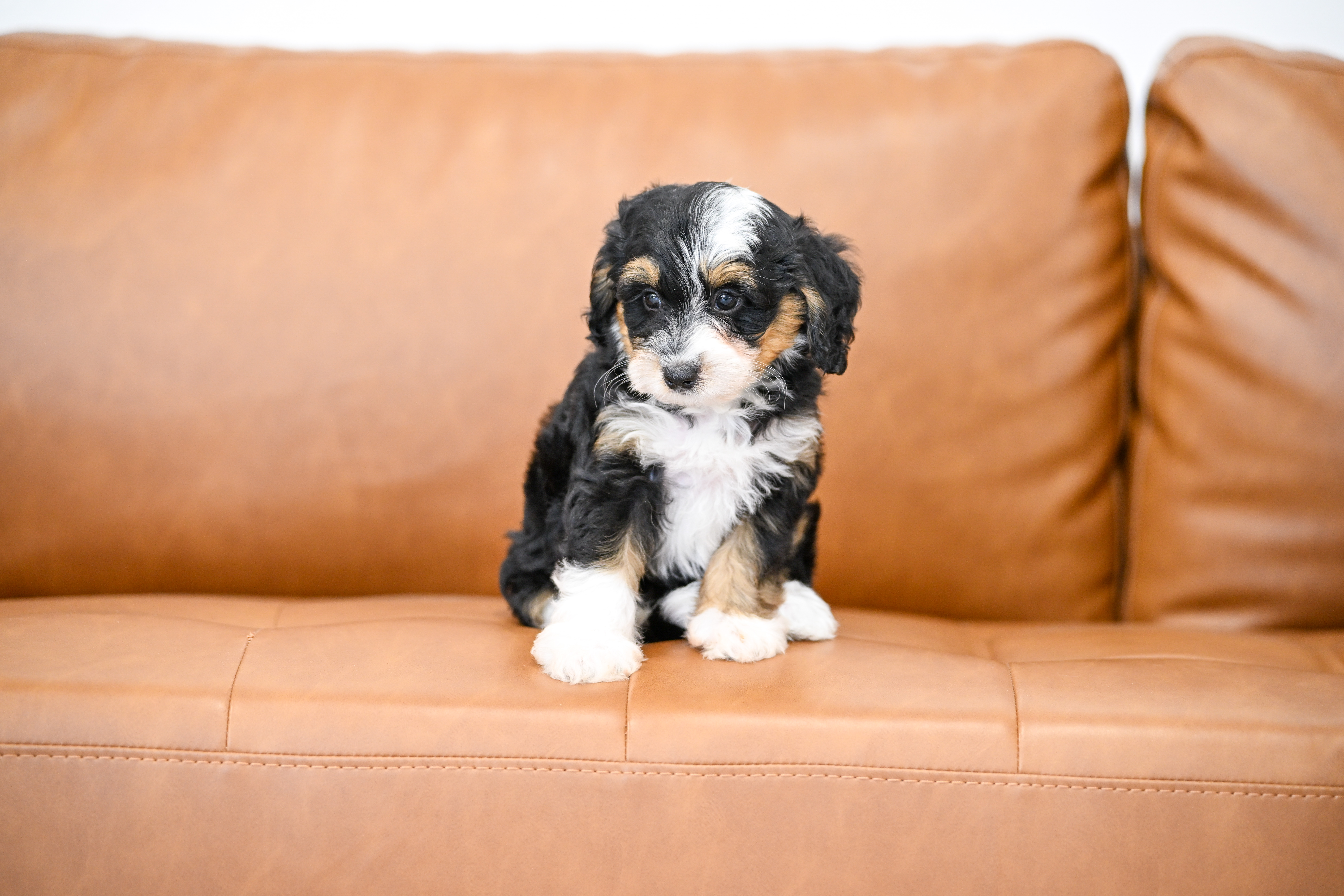 Sylvie, Tri Colored, girl, Micro Bernedoodle, puppy at Down Home Doodle