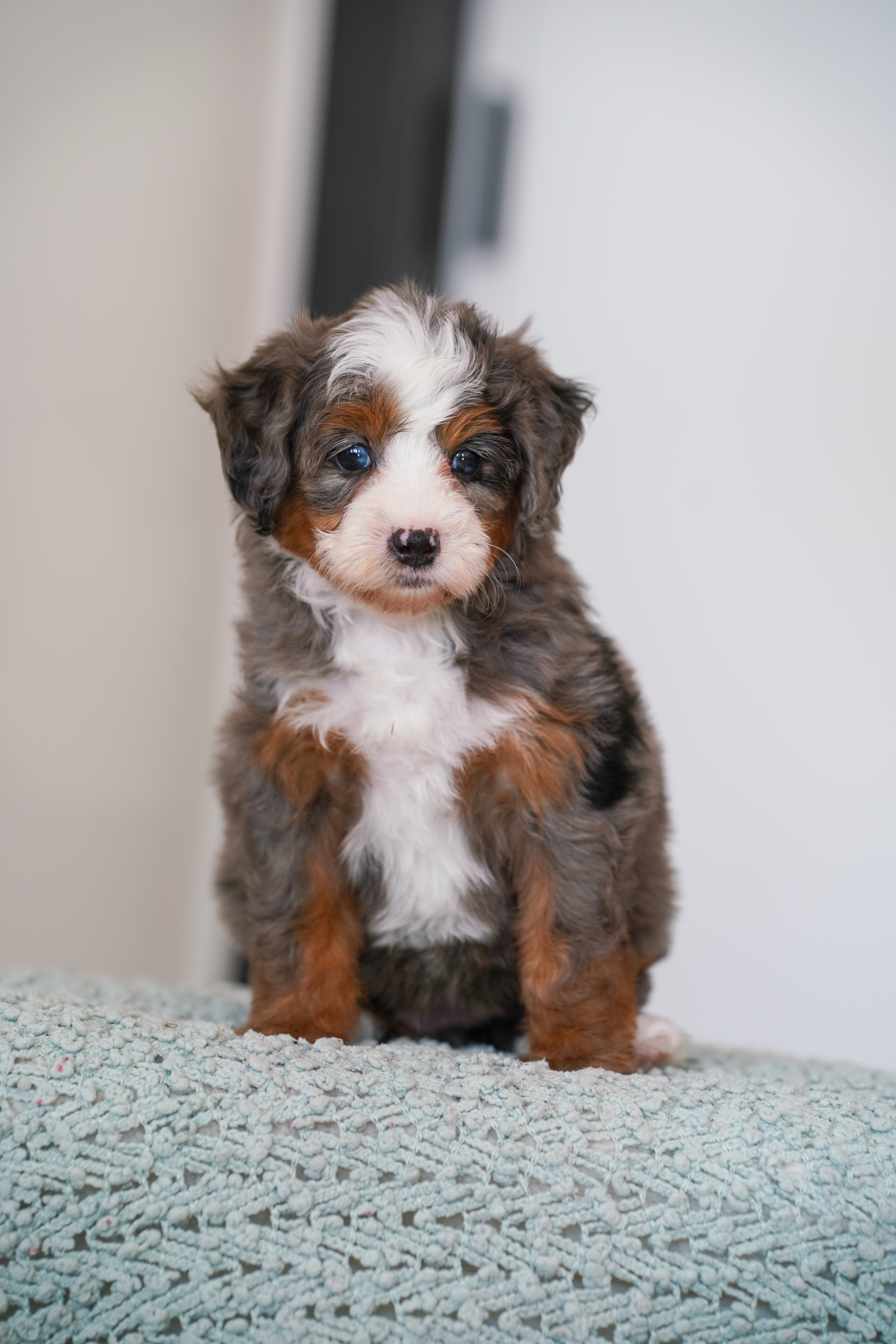 Beverly, Merle Tri Colored, girl, Mini Bernedoodle, puppy at Down Home Doodle