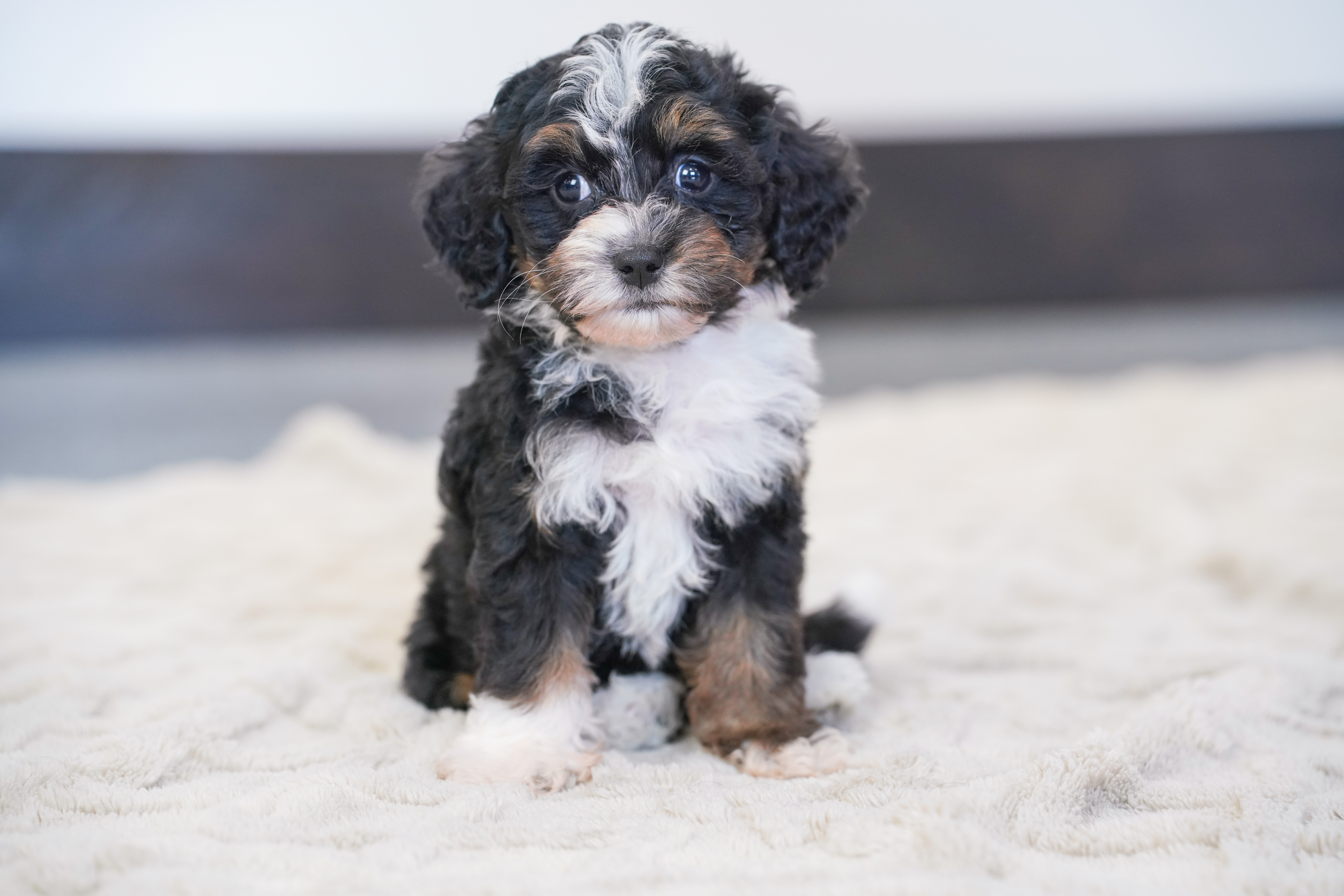 Valentino, Tri Colored Micro Bernedoodle puppy