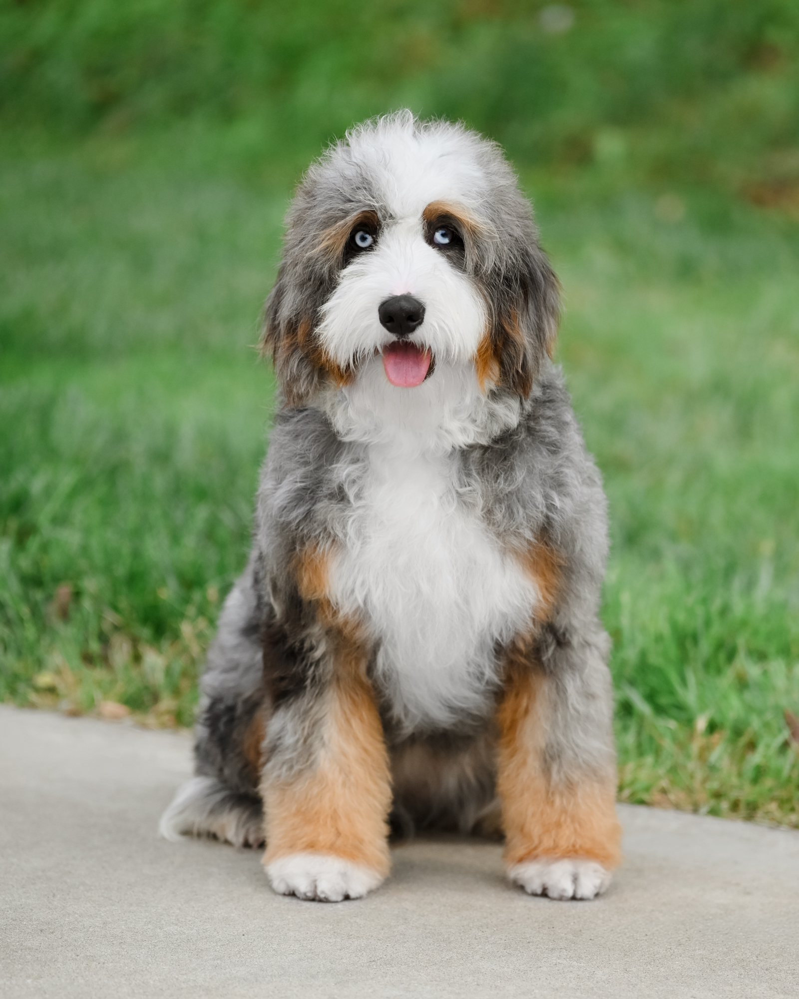 Blue Merle Tri Mini Bernedoodle mom, 32 lbs