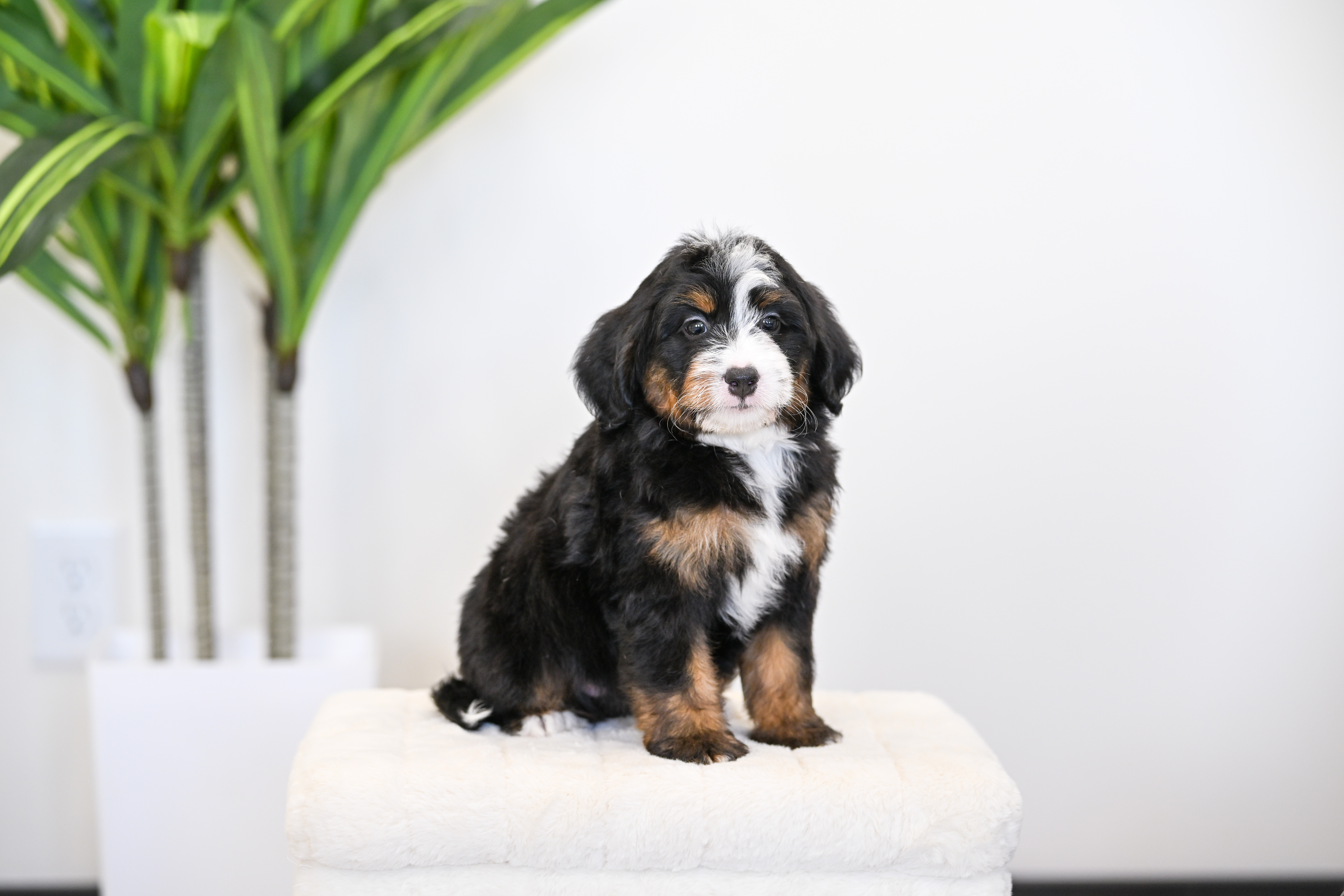 Goldie, Tri Colored, girl, Mini Bernedoodle, puppy at Down Home Doodle