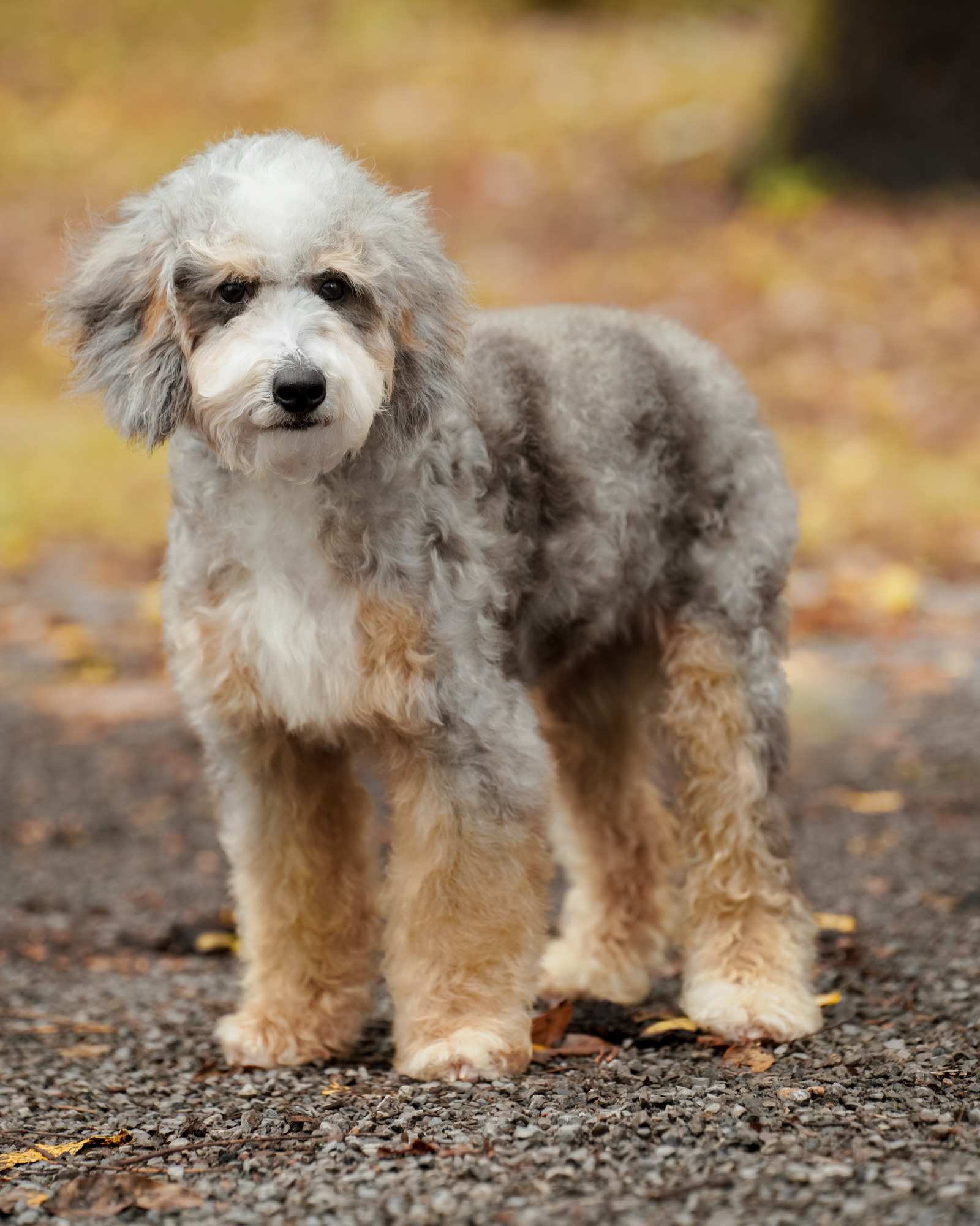Molly, Bernedoodle mom at Down Home Doodle