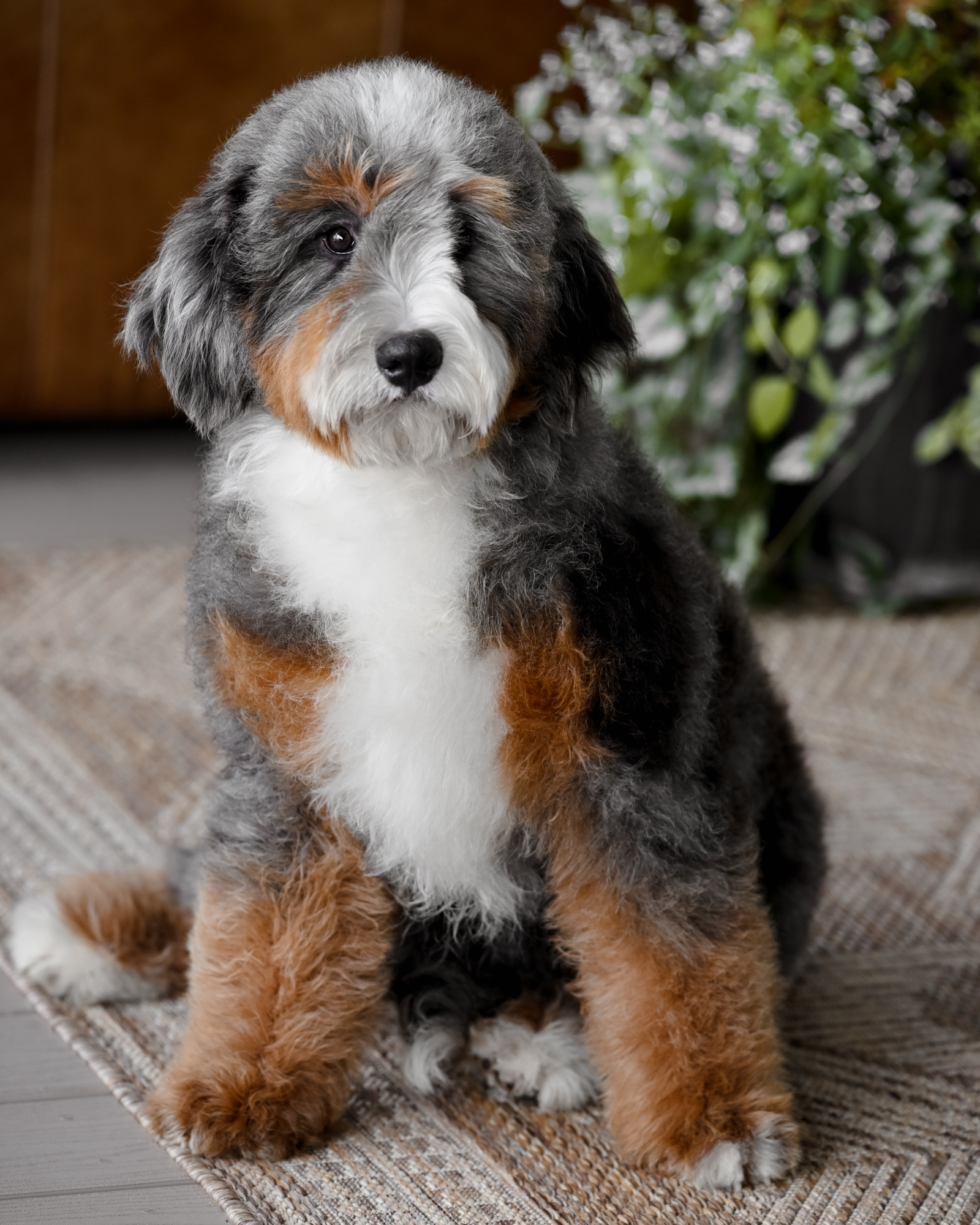Tina, Mini Bernedoodle mom at Down Home Doodle
