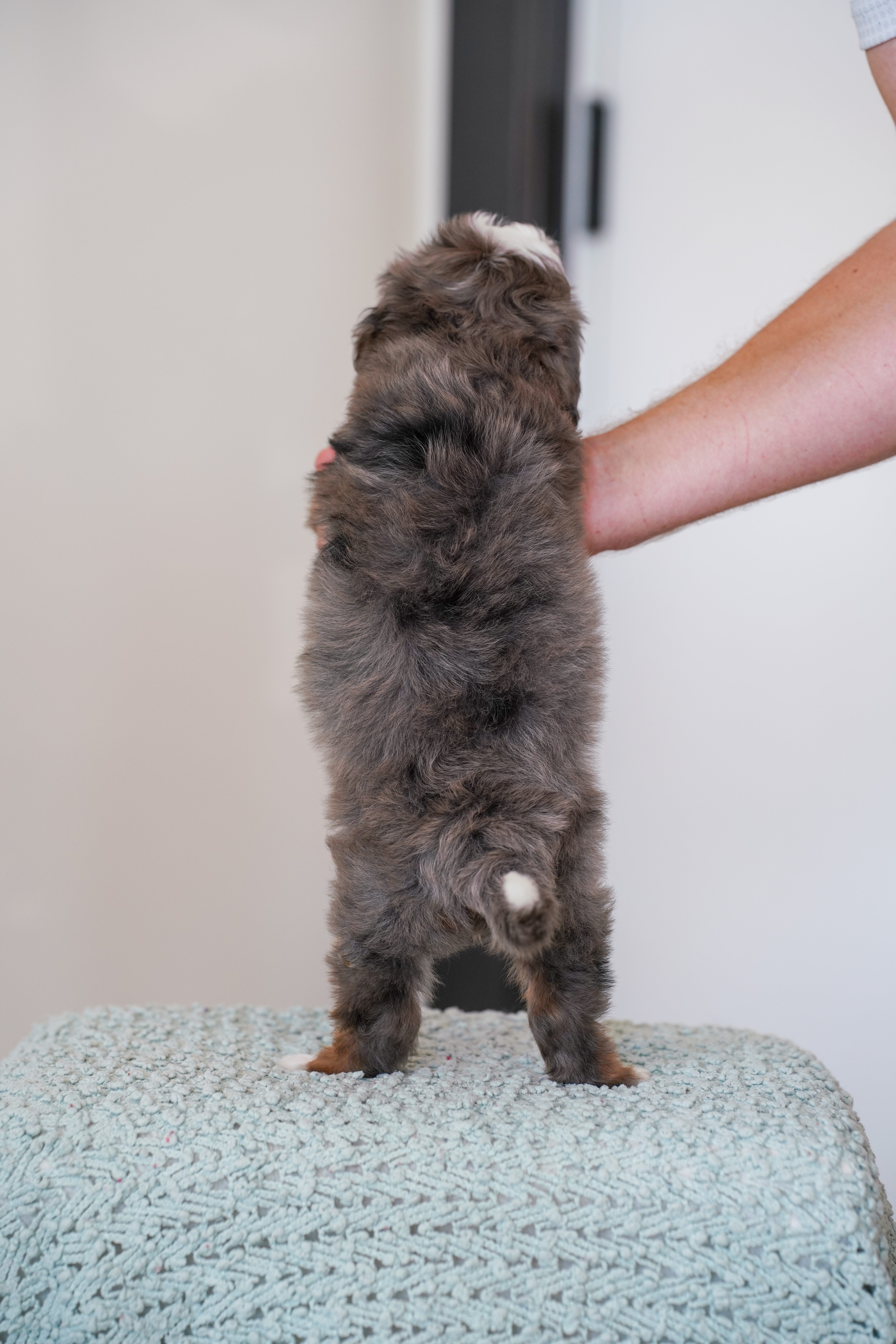 Beverly, Merle Tri Colored, girl, Mini Bernedoodle, puppy at Down Home Doodle