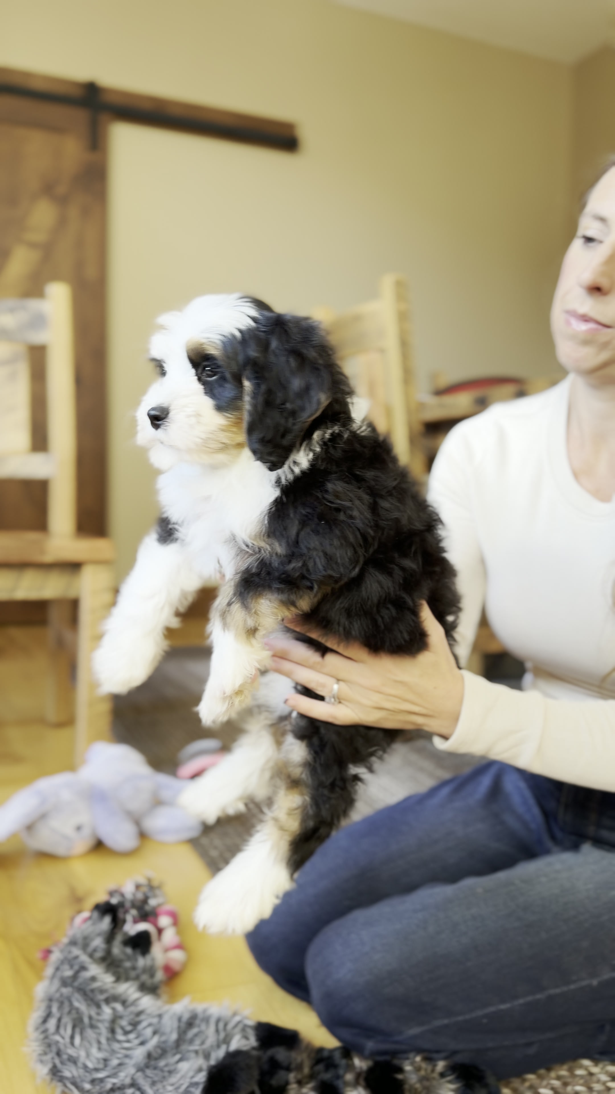 Romeo, Tri Colored Mini Bernedoodle puppy