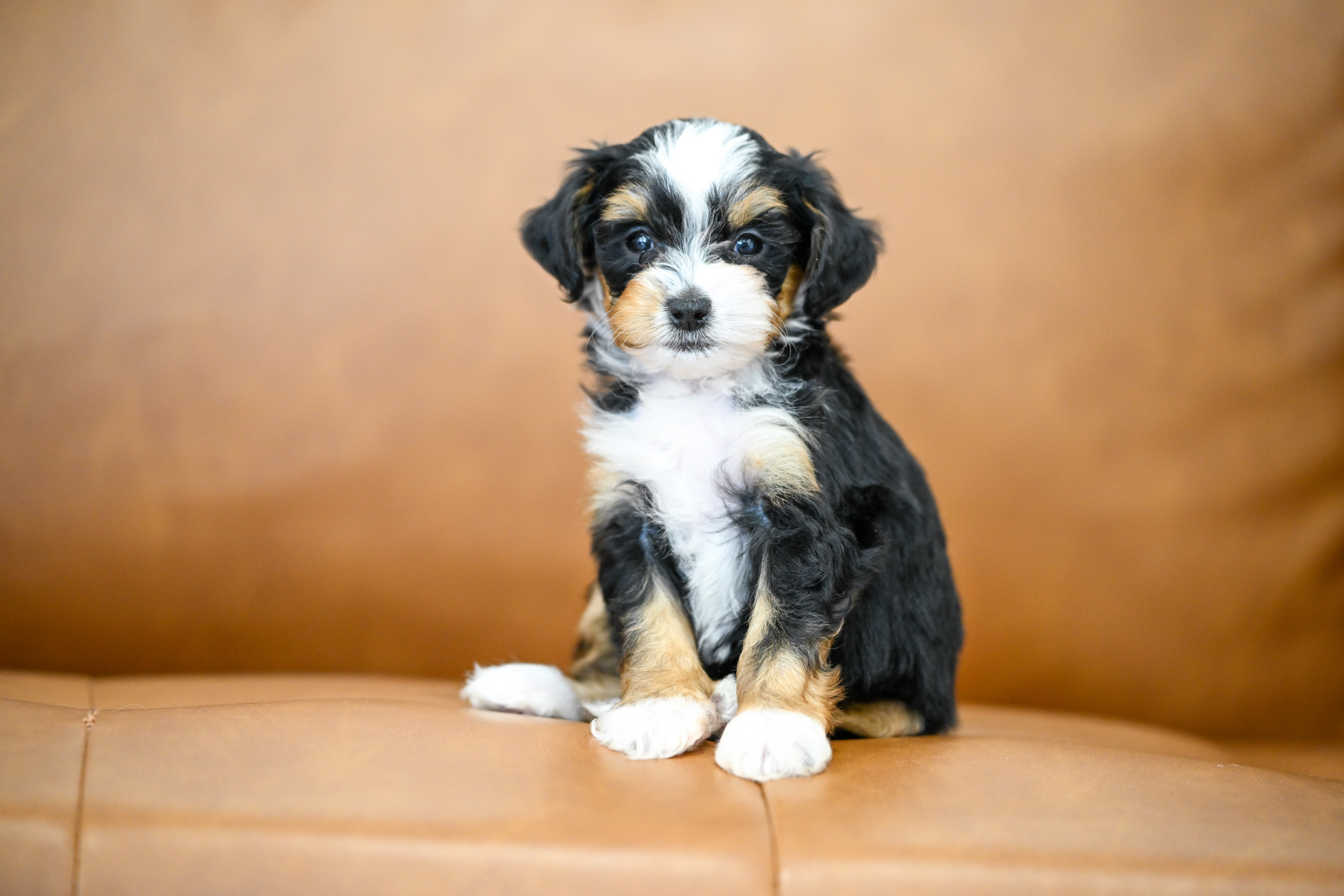 Marnie, Tri Colored, girl, Micro Bernedoodle, puppy at Down Home Doodle