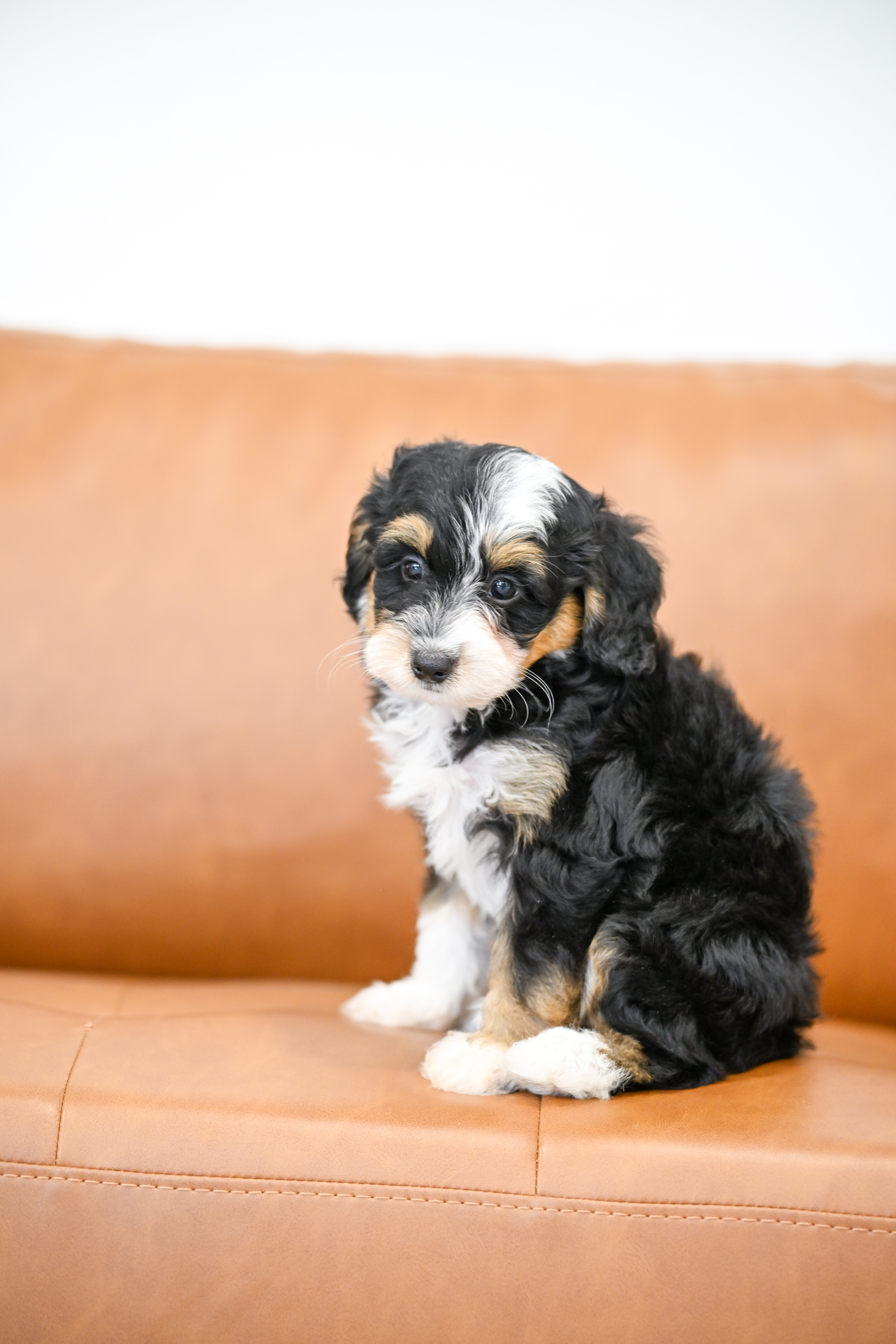 Sylvie, Tri Colored, girl, Micro Bernedoodle, puppy at Down Home Doodle