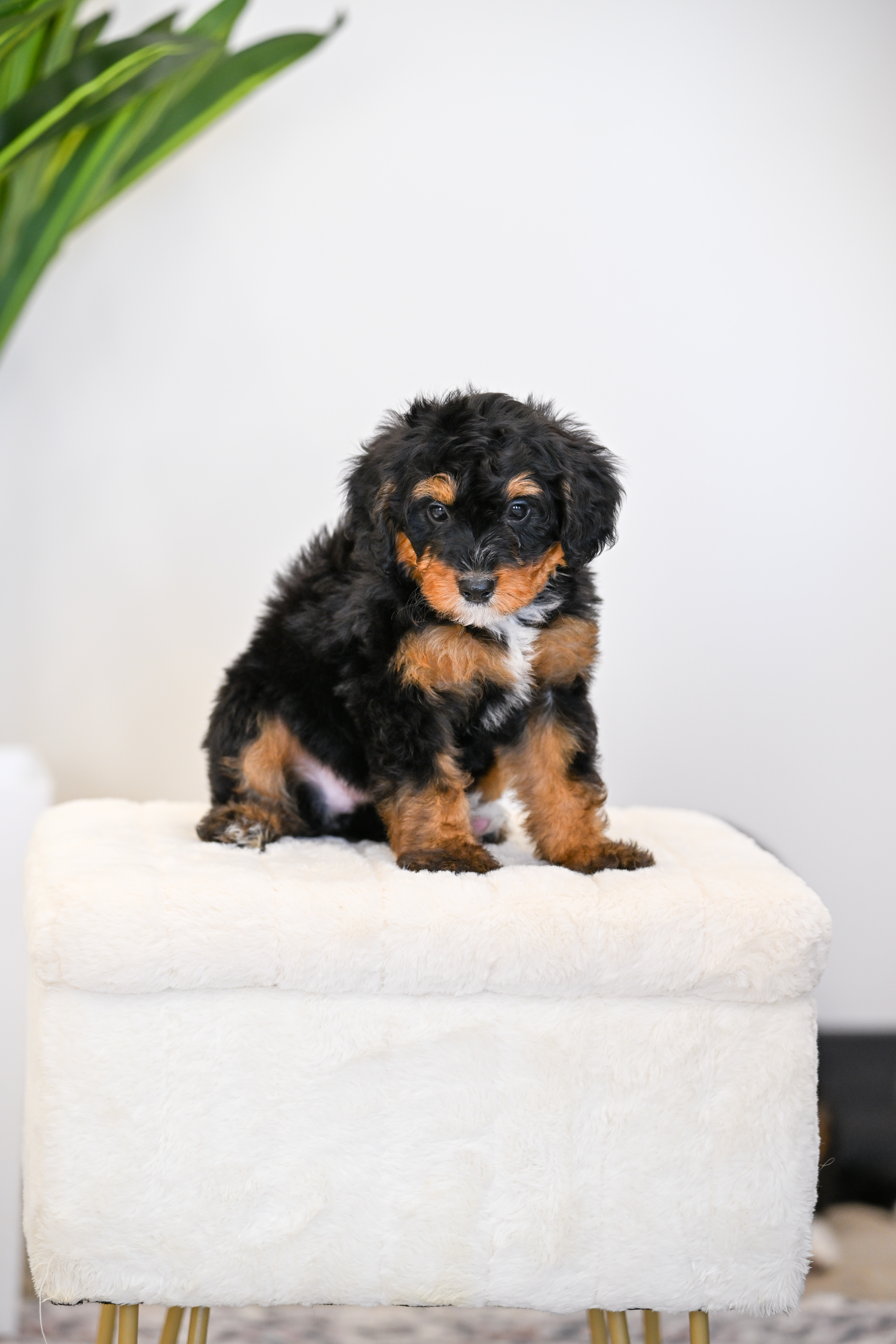 Ruffles, Tri Colored, girl, Mini Bernedoodle, puppy at Down Home Doodle