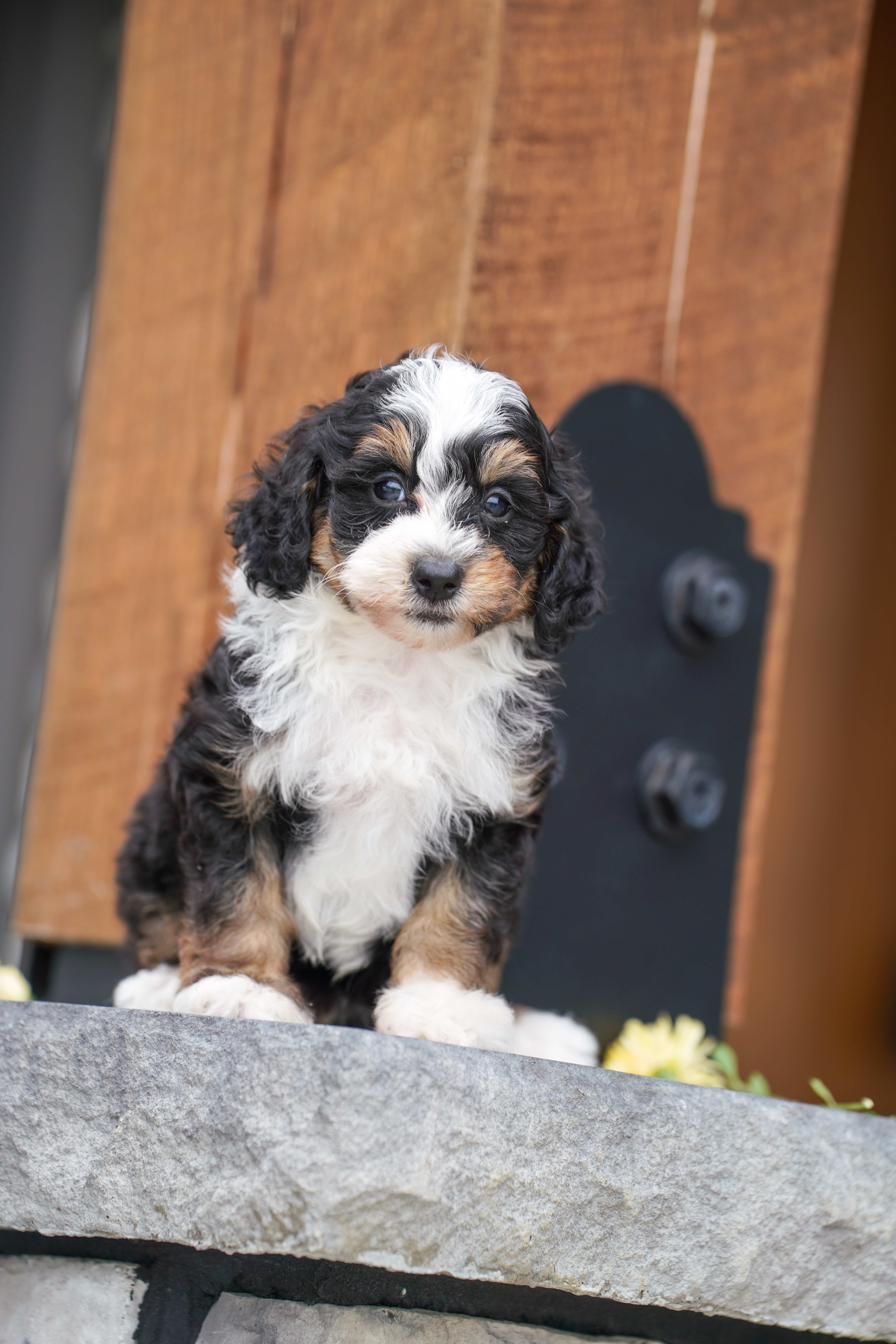 Beau, Tri Colored, boy, Micro Bernedoodle, puppy at Down Home Doodle