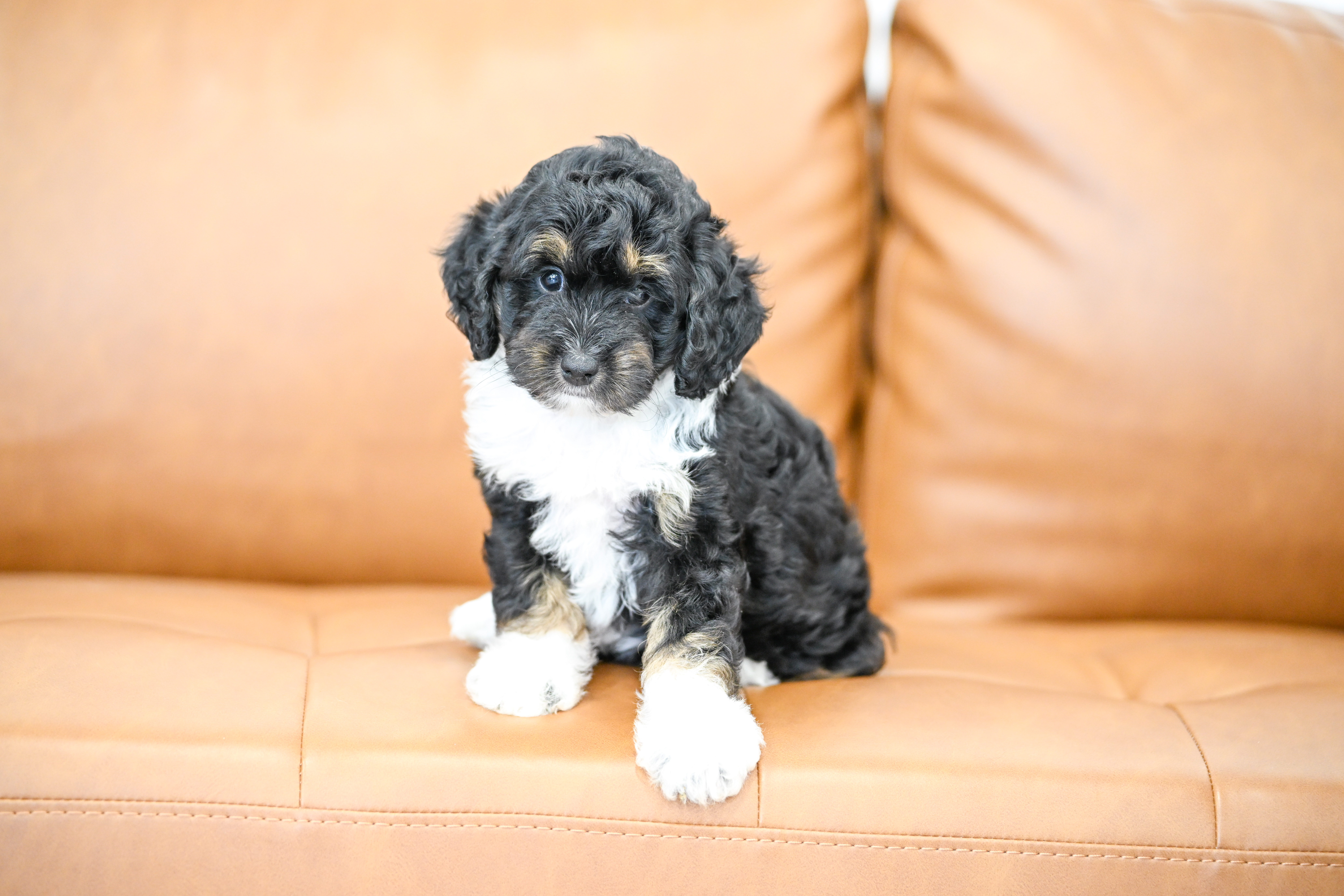 Colette, Tri Colored, girl, Micro Bernedoodle, puppy at Down Home Doodle