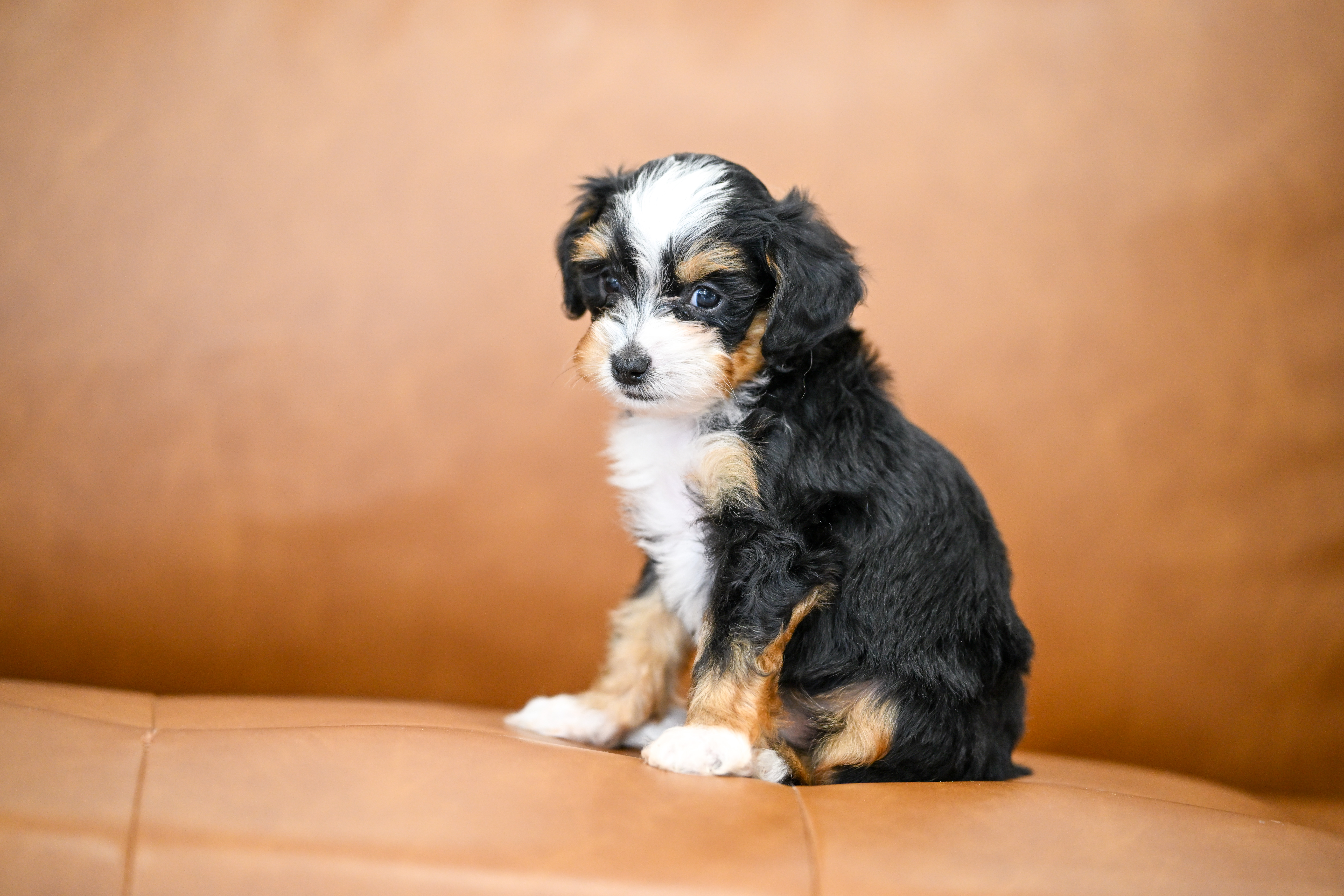 Marnie, Tri Colored, girl, Micro Bernedoodle, puppy at Down Home Doodle