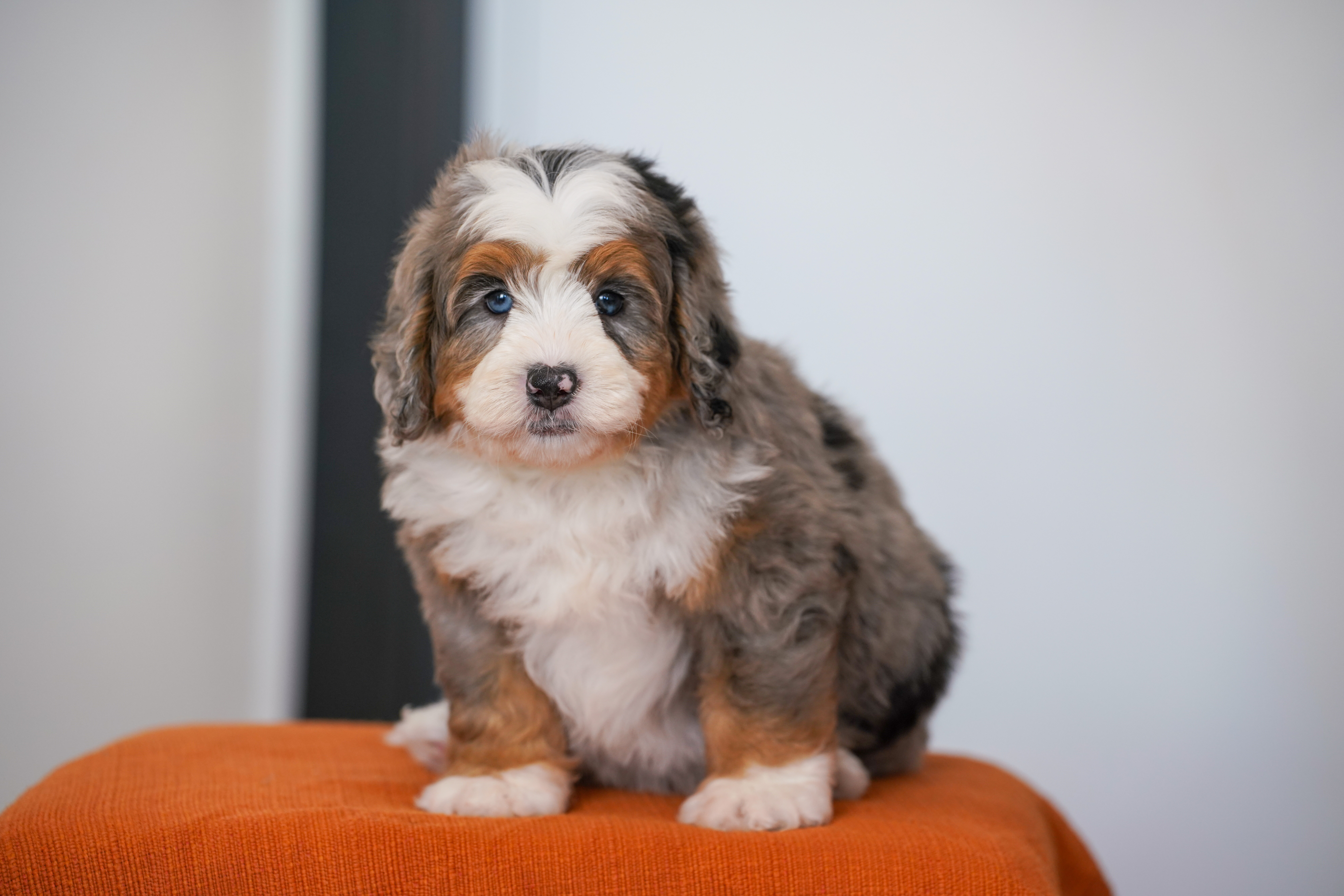 Eric, Merle Tri Colored, boy, Mini Bernedoodle, puppy at Down Home Doodle