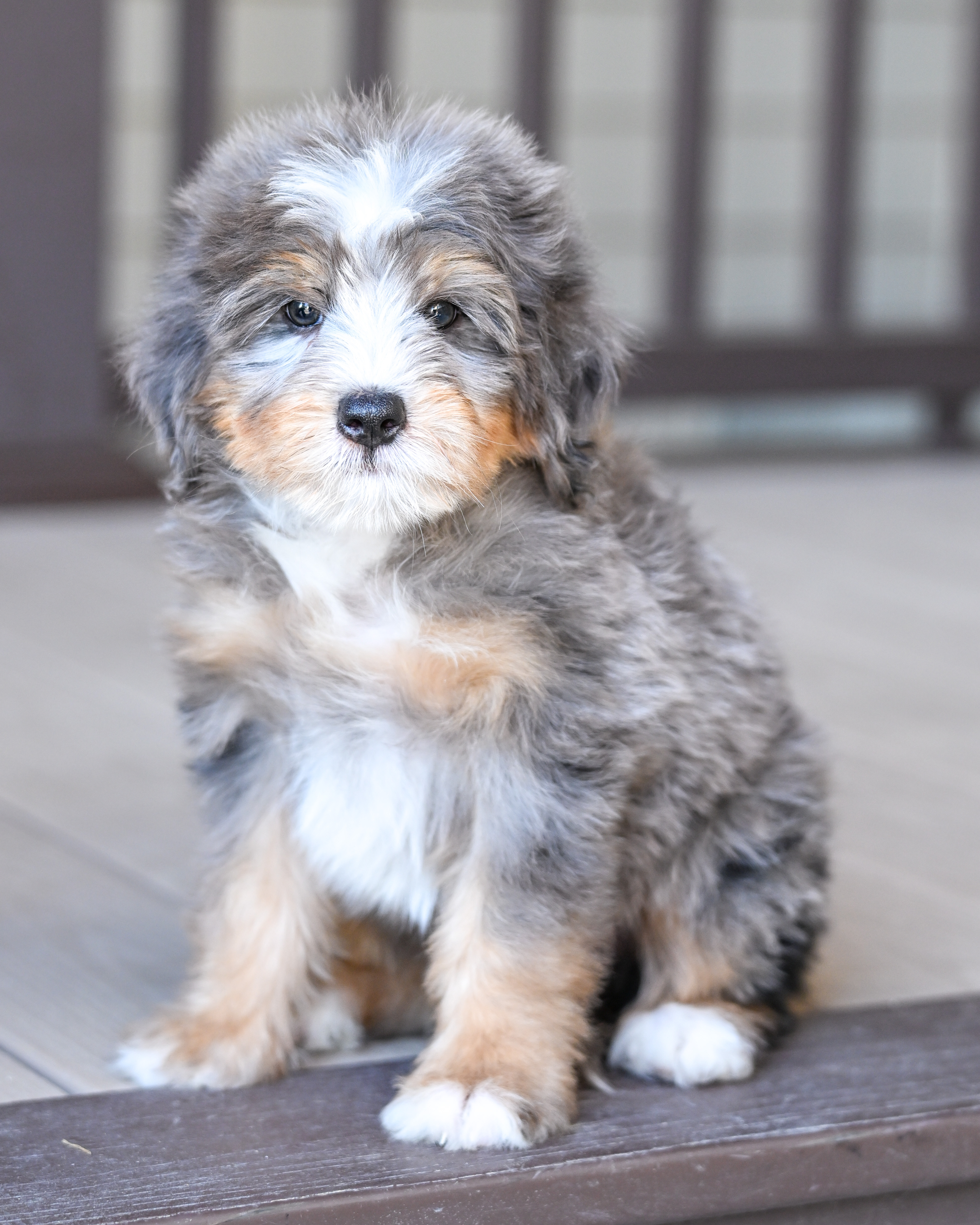 Kamala, Merle Tri Colored, girl, Mini Bernedoodle, puppy at Down Home Doodle