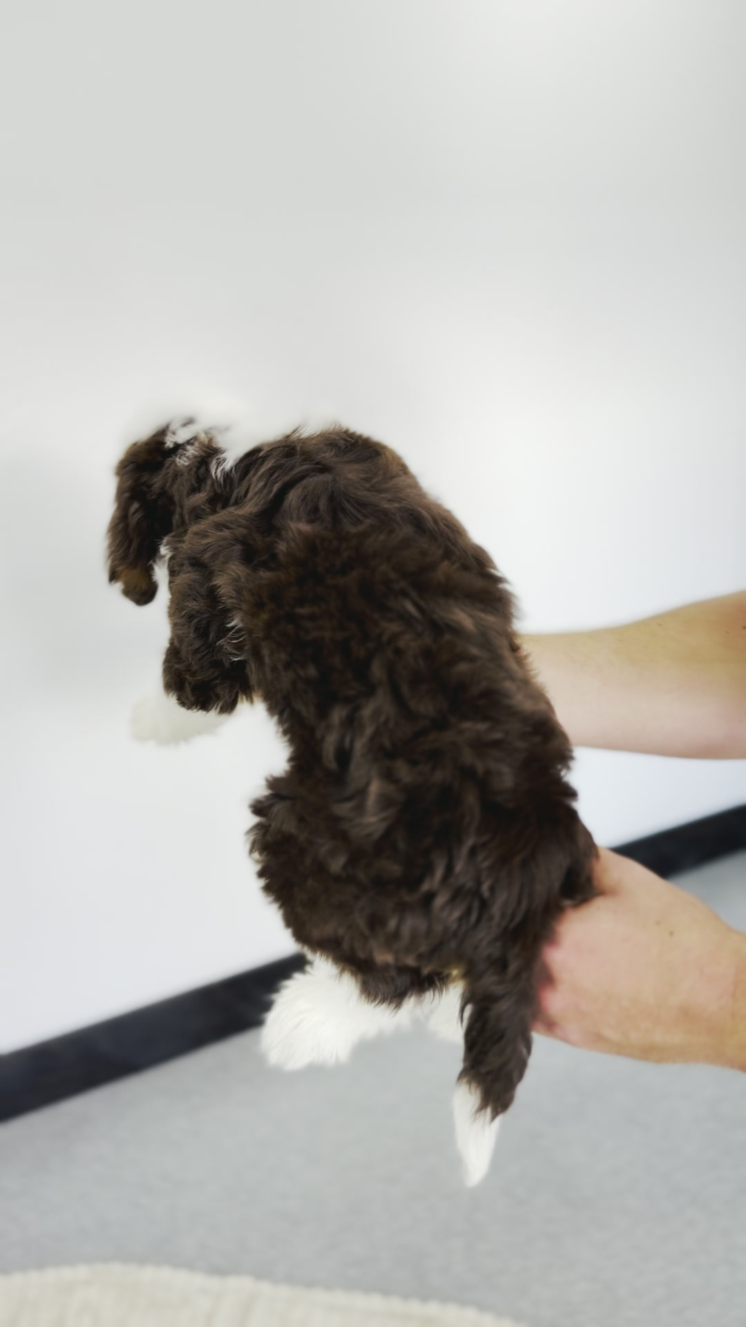 Donkey, Chocolate Tri Mini Bernedoodle puppy