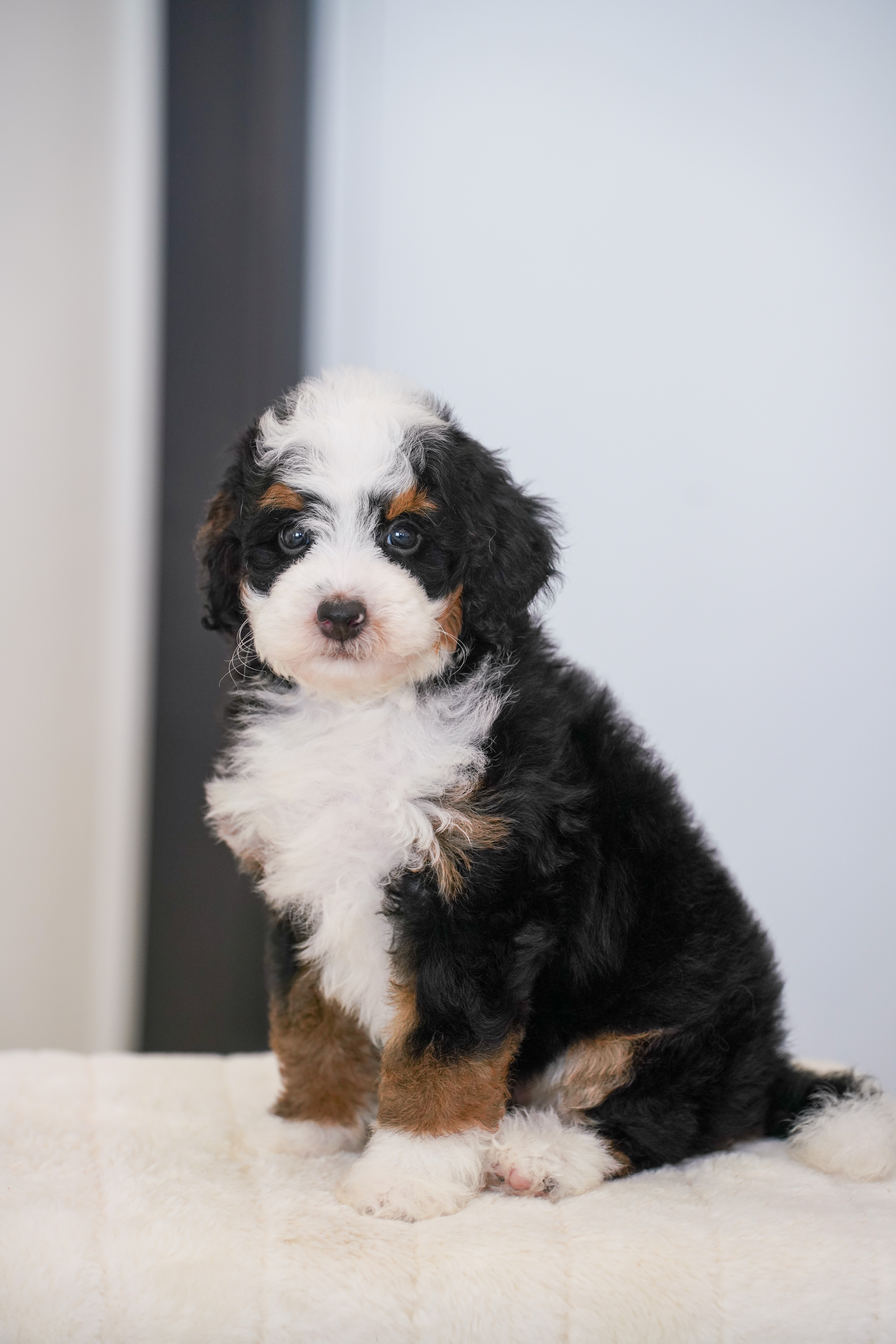 Bunny, Tri Colored, girl, Mini Bernedoodle, puppy at Down Home Doodle