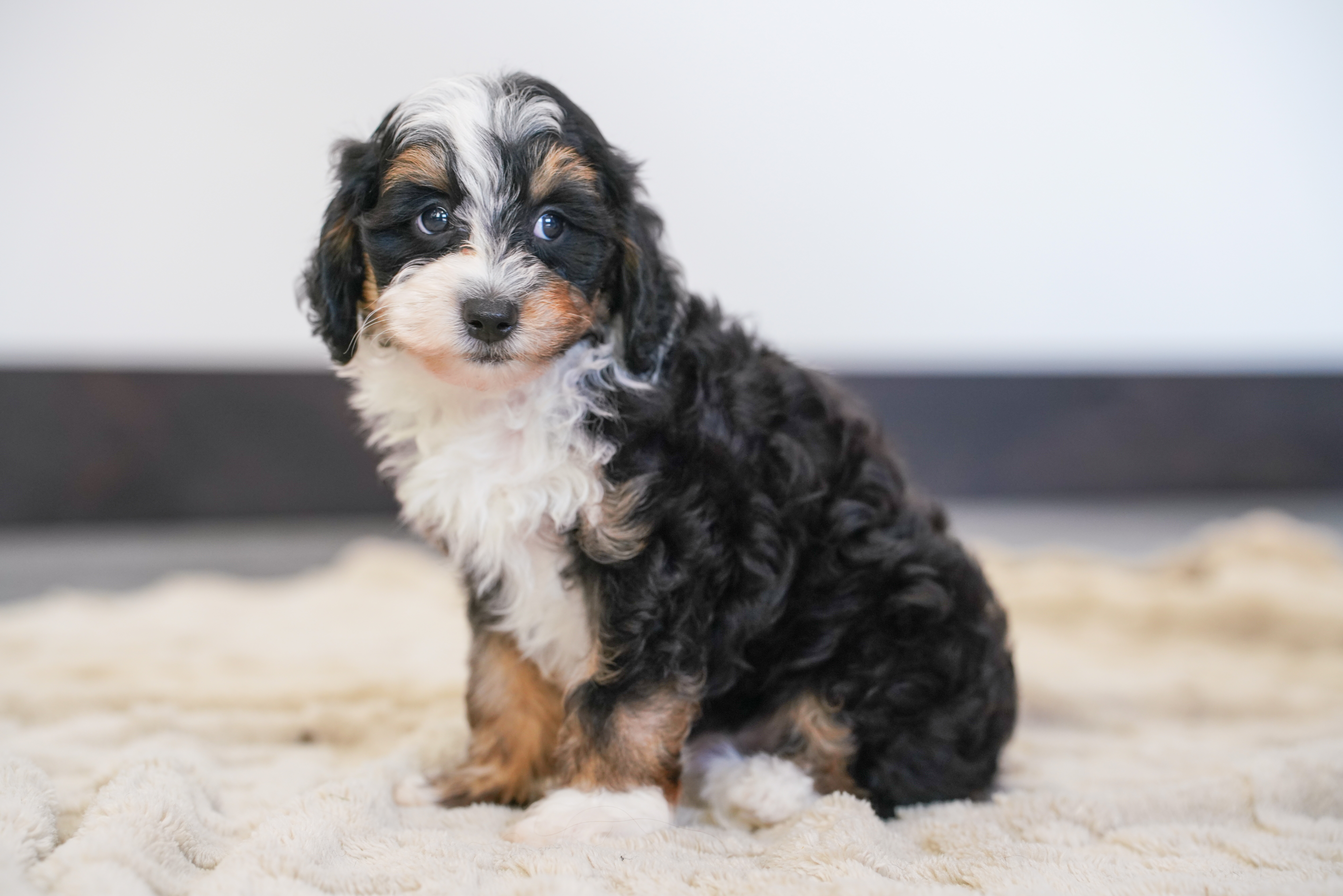 Beau, Tri Colored, boy, Micro Bernedoodle, puppy at Down Home Doodle