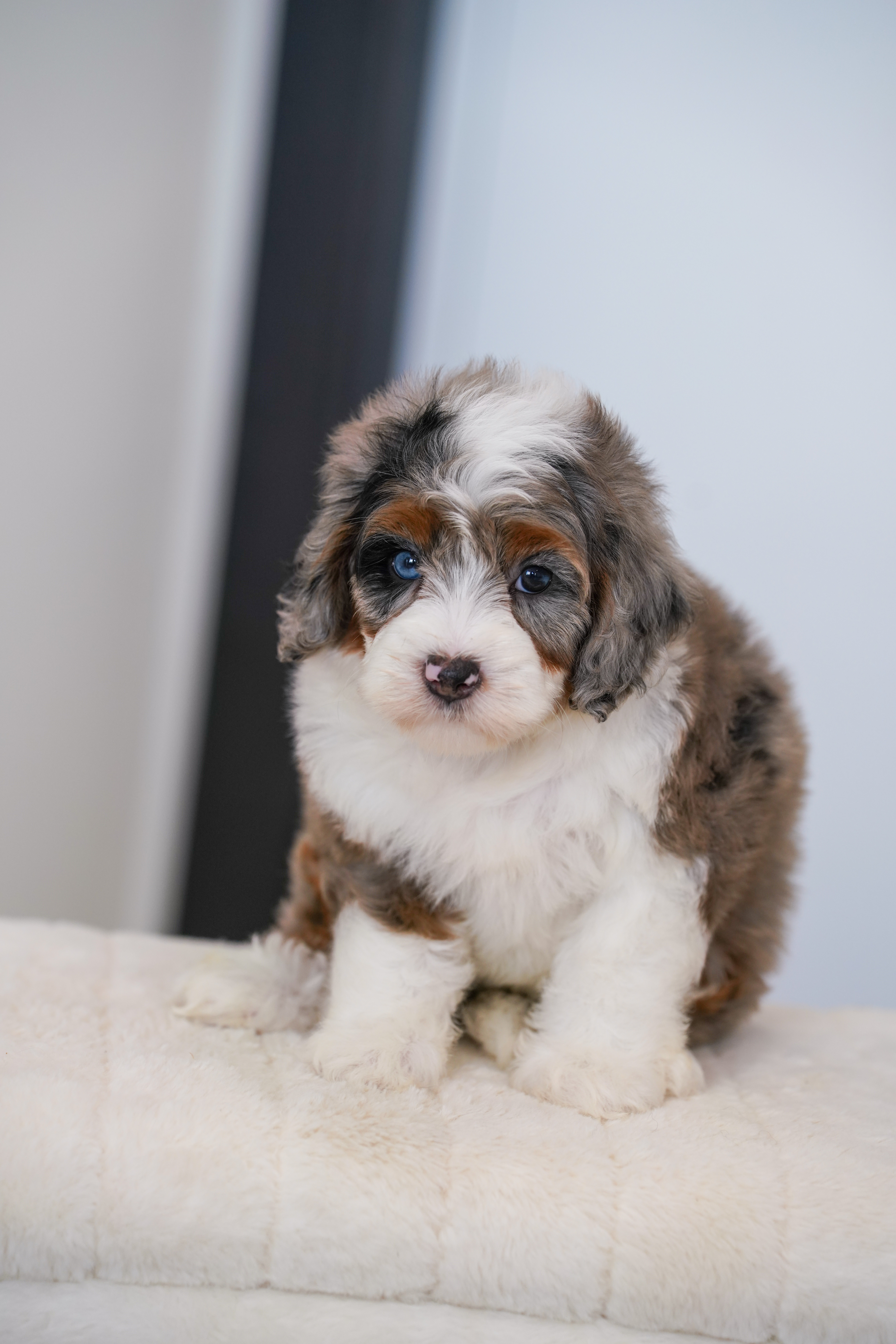 Faline, Merle Tri Colored, girl, Mini Bernedoodle, puppy at Down Home Doodle