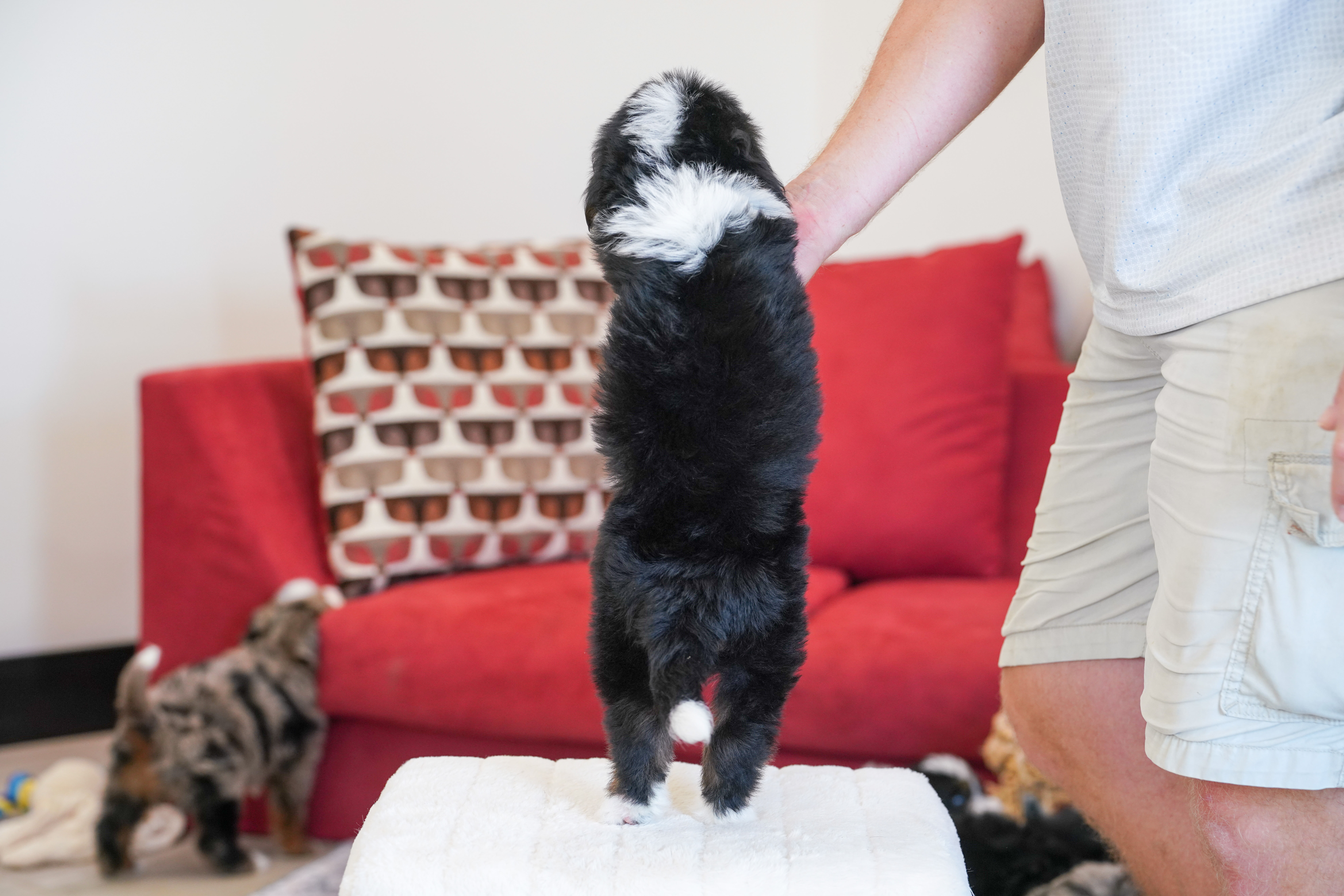 Trump, Tri Colored, boy, Mini Bernedoodle, puppy at Down Home Doodle